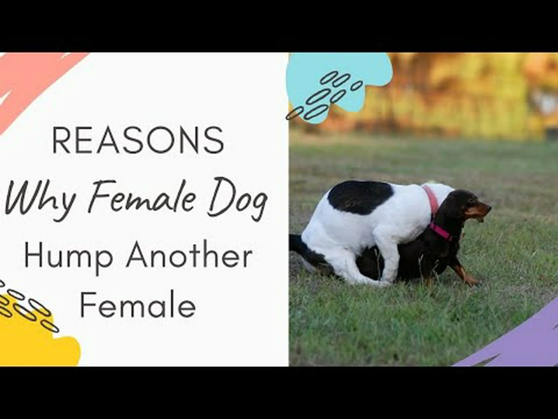 雌犬のこぶ:奇妙な理由の説明 雌犬のこぶ:奇妙な理由の説明