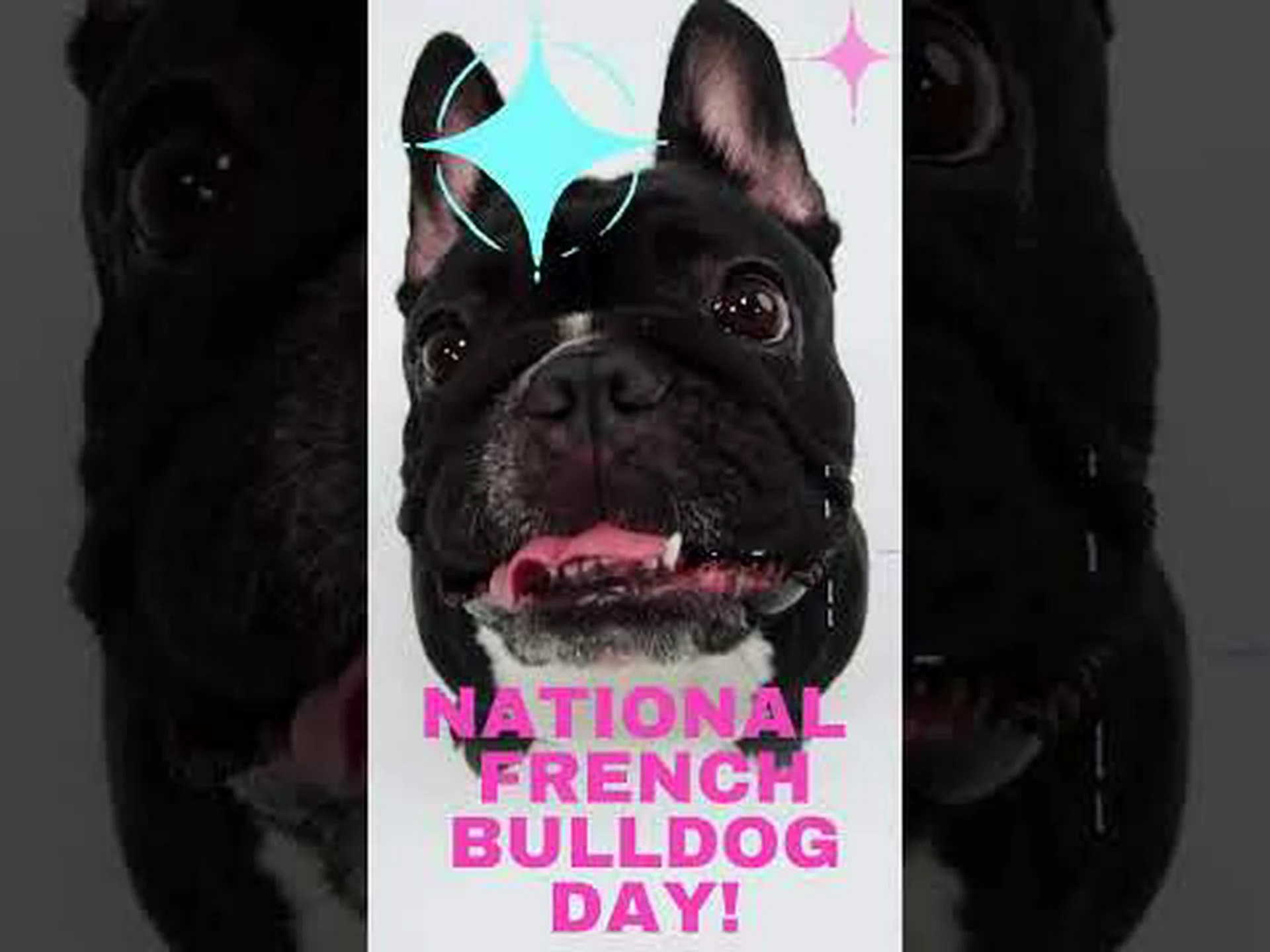 2024 年全国フレンチ ブルドッグの日: 日付、由来、祝い方 2024 年全国フレンチ ブルドッグの日: 日付、由来、祝い方