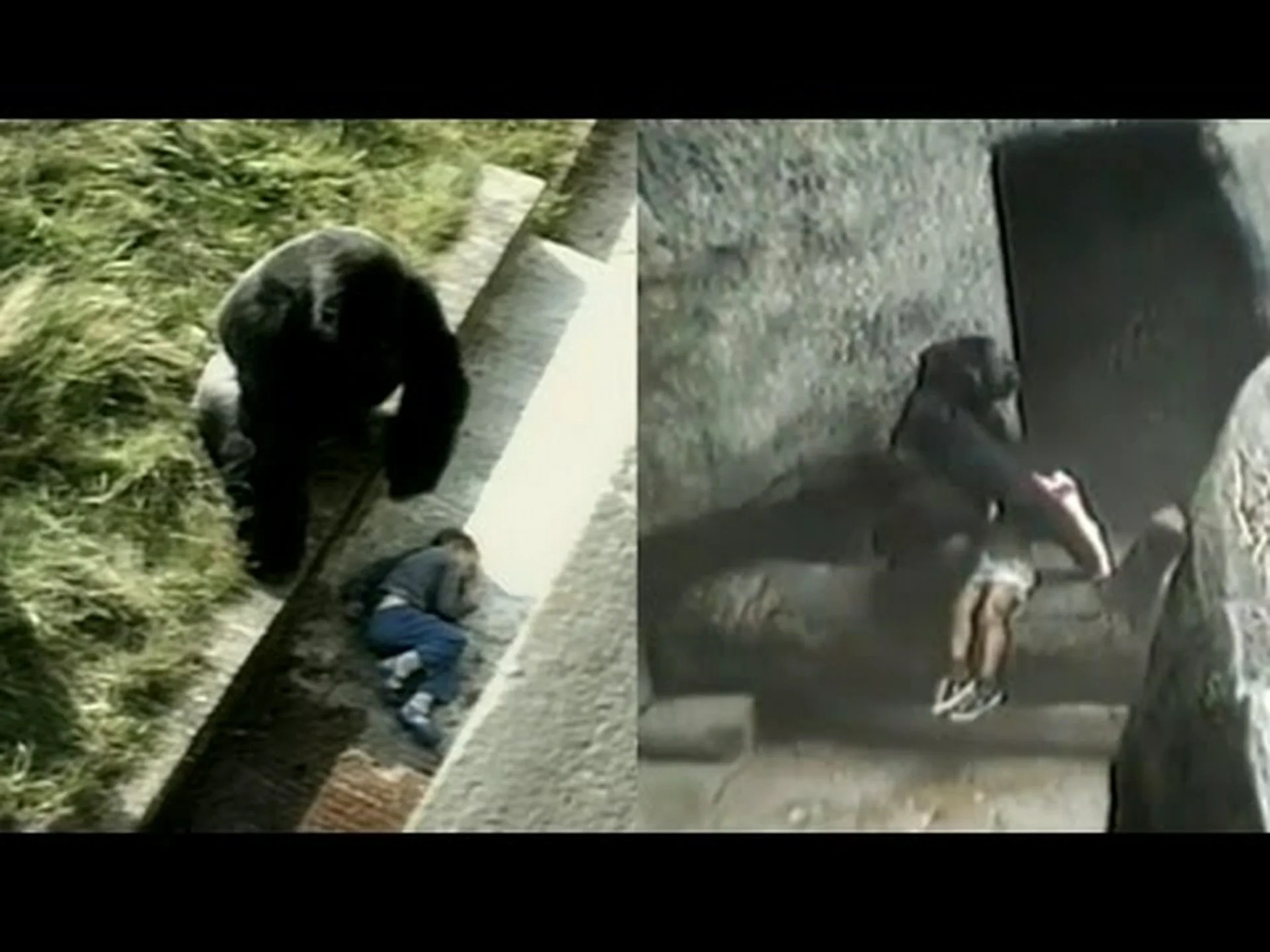 シルバーバック、動物園で子供たちに突撃、保護ガラスを割る シルバーバック、動物園で子供たちに突撃、保護ガラスを割る