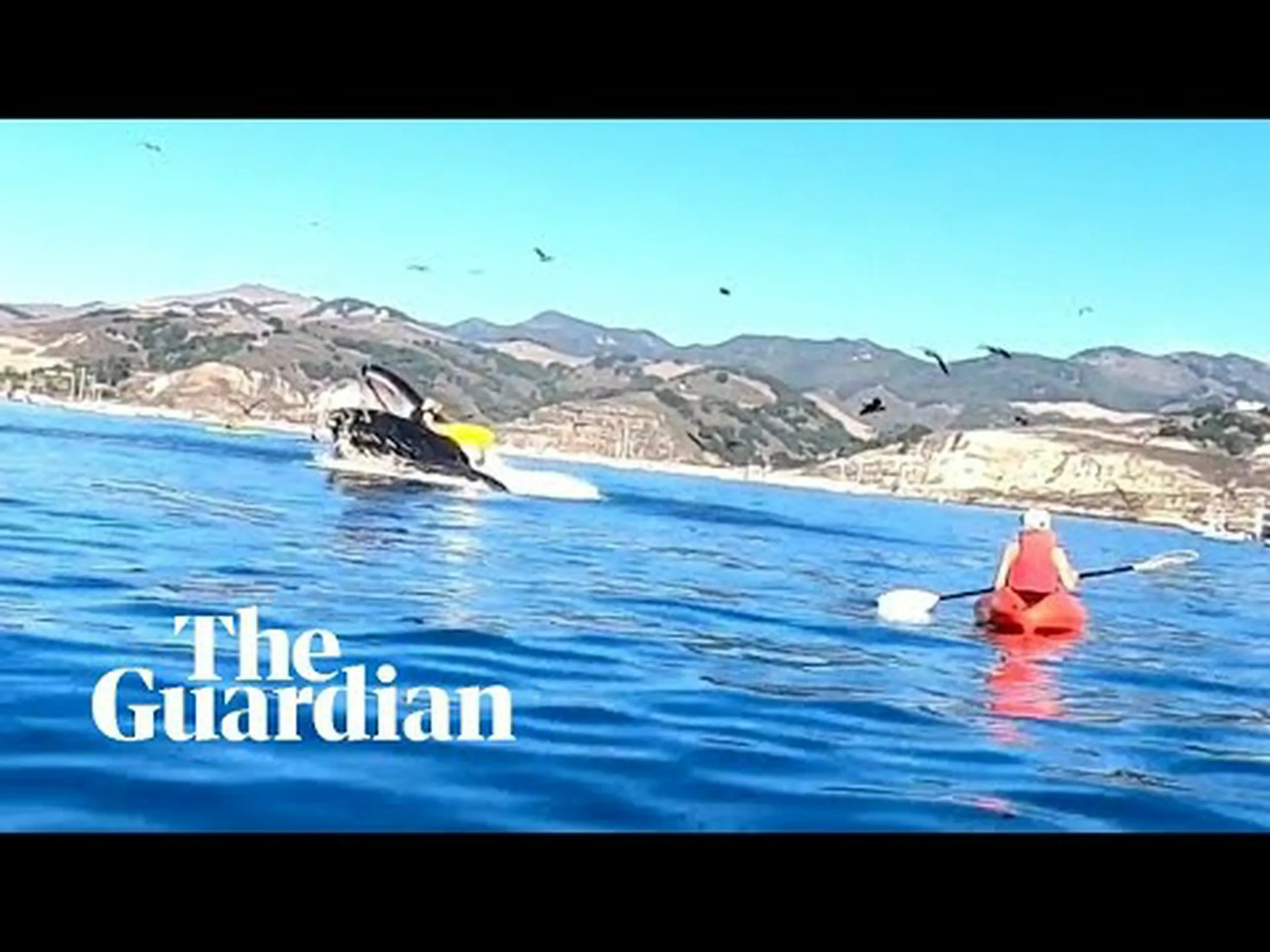 ザトウクジラが尻尾を振り、観光客を乗せたボートをずぶ濡れにする様子を観察 ザトウクジラが尻尾を振り、観光客を乗せたボートをずぶ濡れにする様子を観察