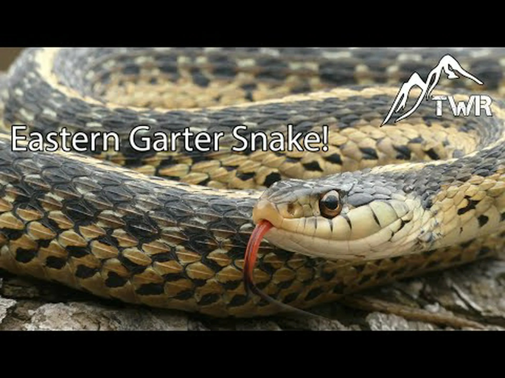 バージニア州がイースタンガータースネークを州の爬虫類に指定した理由を発見する バージニア州がイースタンガータースネークを州の爬虫類に指定した理由を発見する