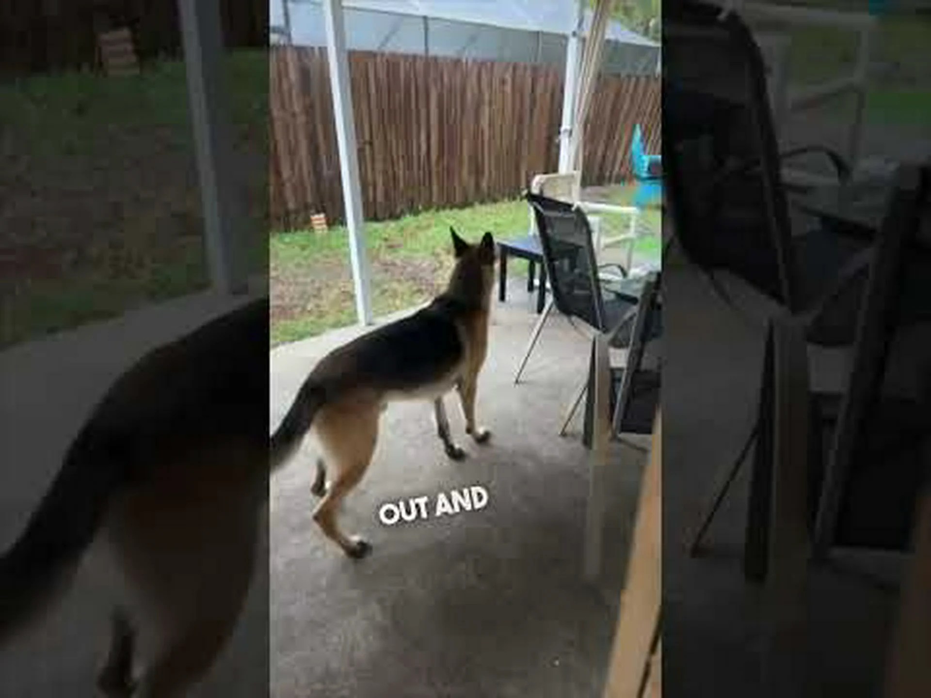 雷が一部の犬を怖がらせるが、すべての犬が怖がるわけではない理由 雷が一部の犬を怖がらせるが、すべての犬が怖がるわけではない理由