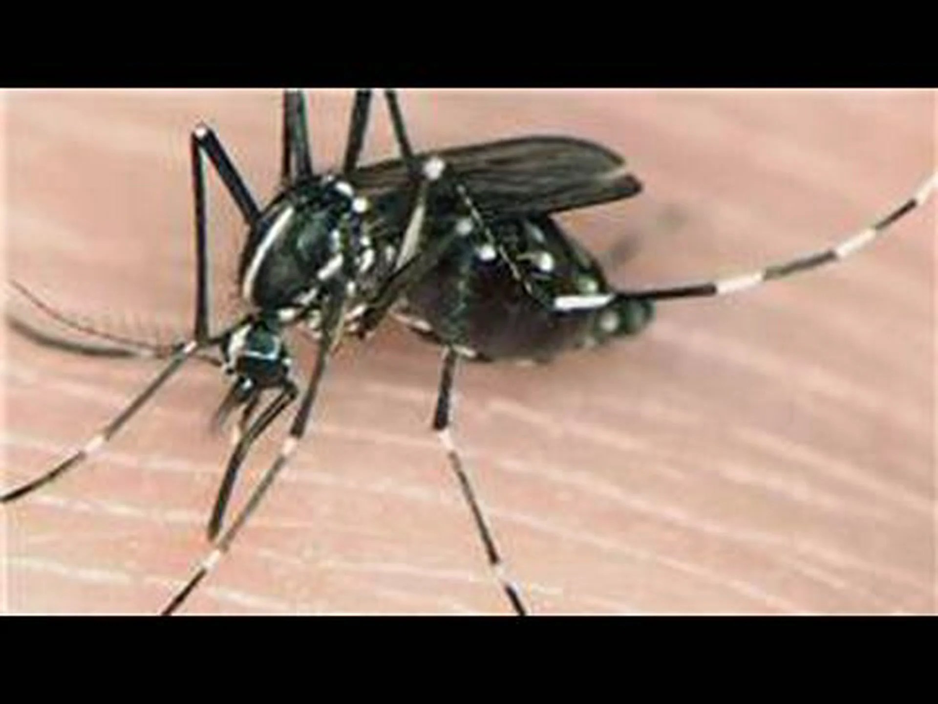 オハイオ州に侵入しようとしている 8 種類の蚊を発見する オハイオ州に侵入しようとしている 8 種類の蚊を発見する