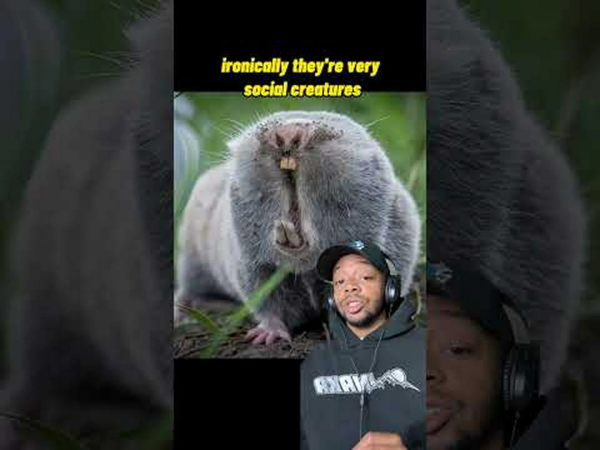 ジョージア州住民に悪夢をもたらす11匹のげっ歯類を発見 ジョージア州住民に悪夢をもたらす11匹のげっ歯類を発見