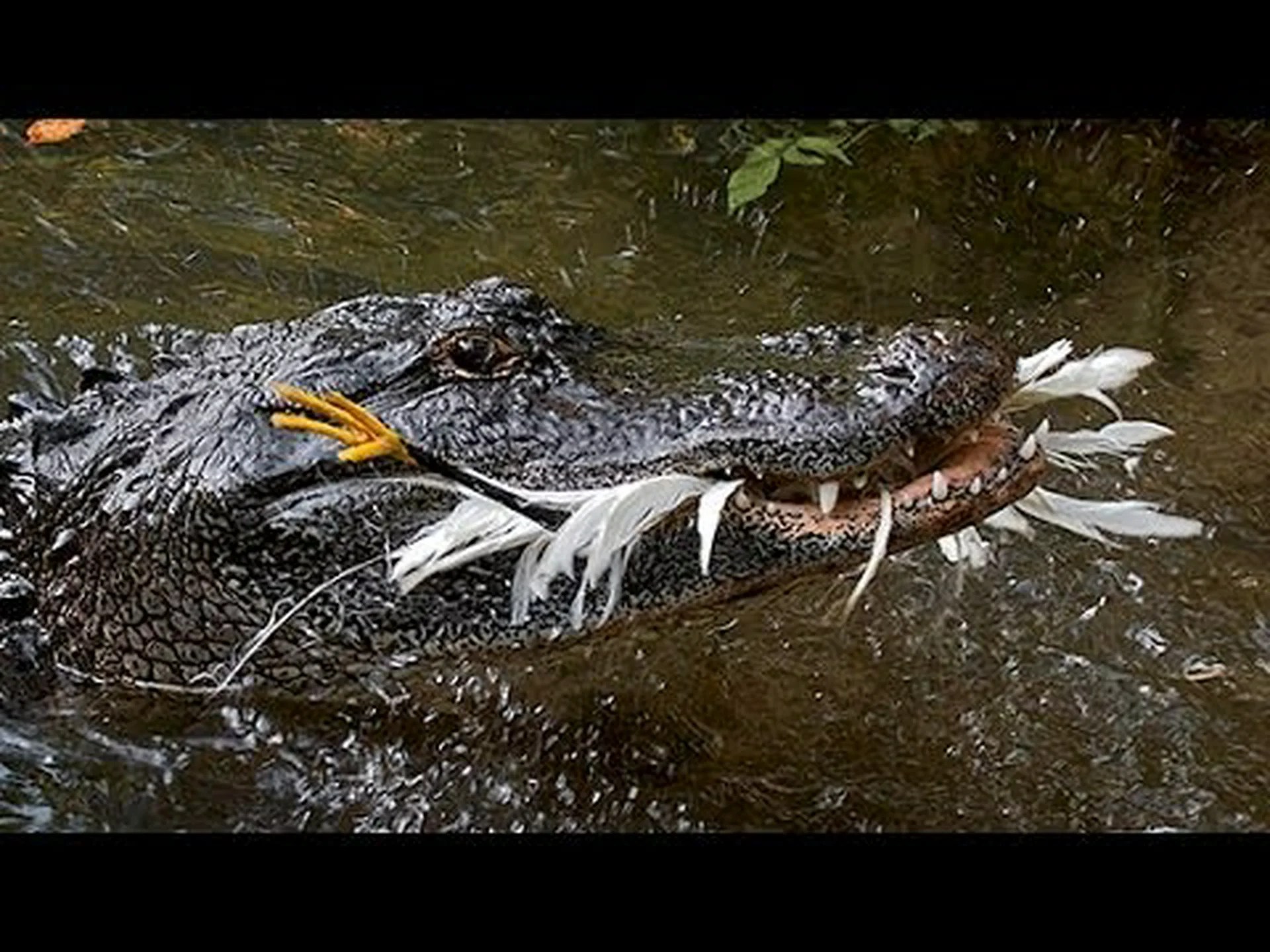 ワニが道具を使って疑うことを知らない獲物を狩る方法を発見する ワニが道具を使って疑うことを知らない獲物を狩る方法を発見する