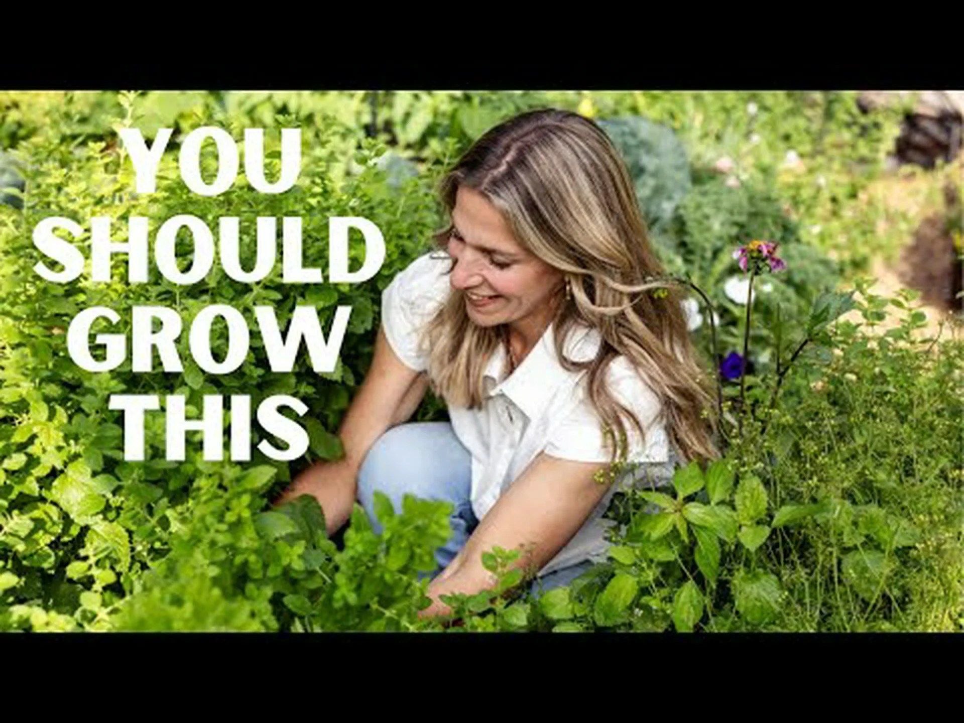 レモンバームとミント: どう違うの? レモンバームとミント: どう違うの?