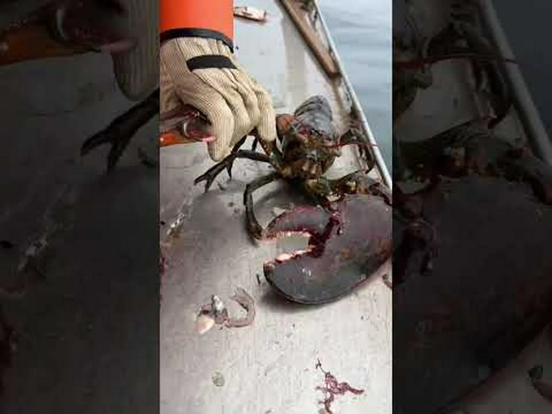 人間や他の動物と比較したロブスターの爪の強さ 人間や他の動物と比較したロブスターの爪の強さ