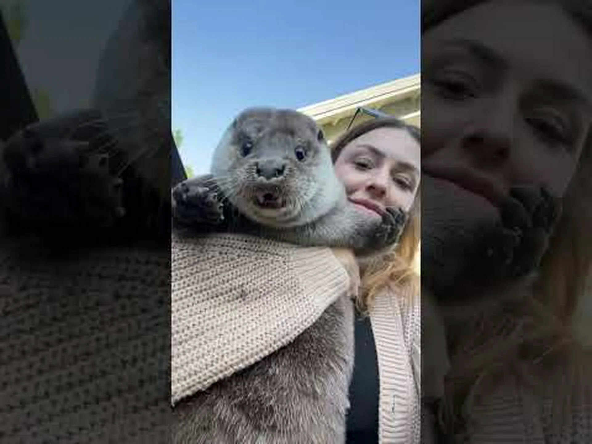 フロリダのカワウソ: 出会える水域 + 安全ですか? フロリダのカワウソ: 出会える水域 + 安全ですか?