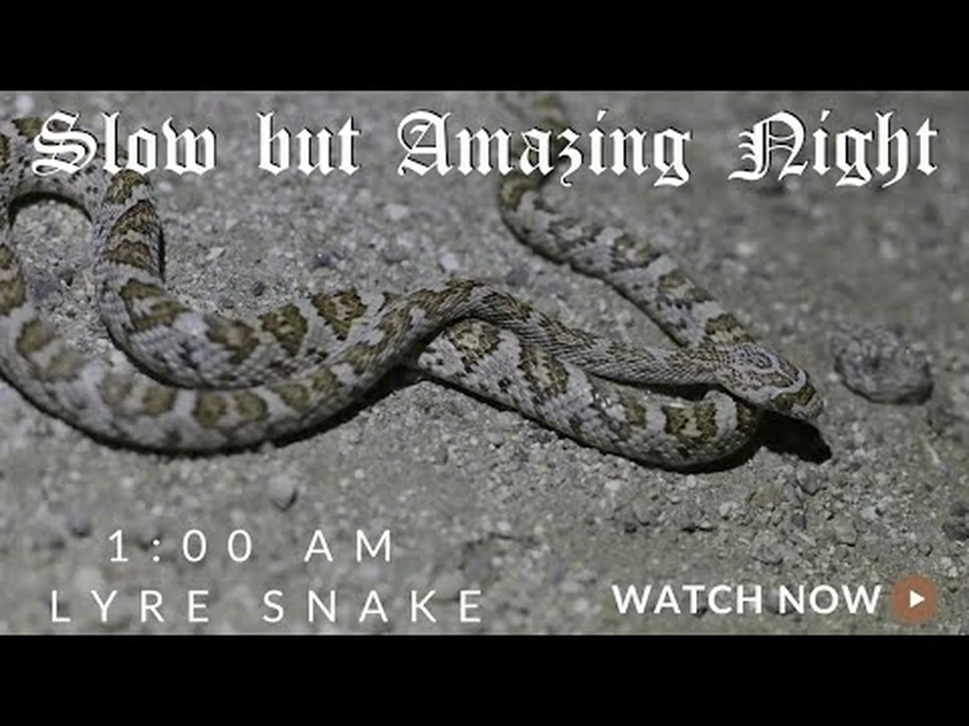 記録上最大のリラヘビを発見 記録上最大のリラヘビを発見