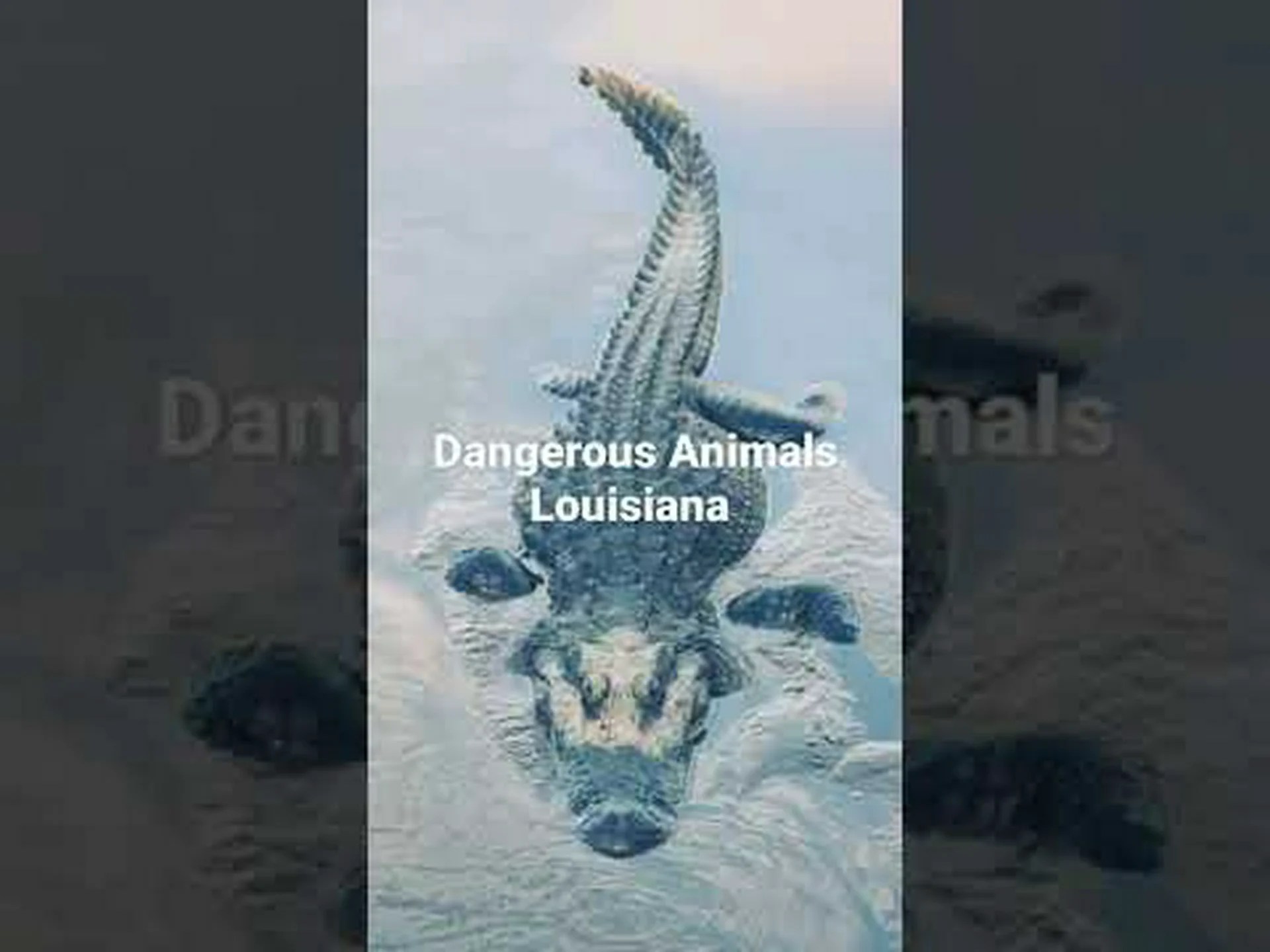 ルイジアナ州で最も危険な動物を発見する ルイジアナ州で最も危険な動物を発見する