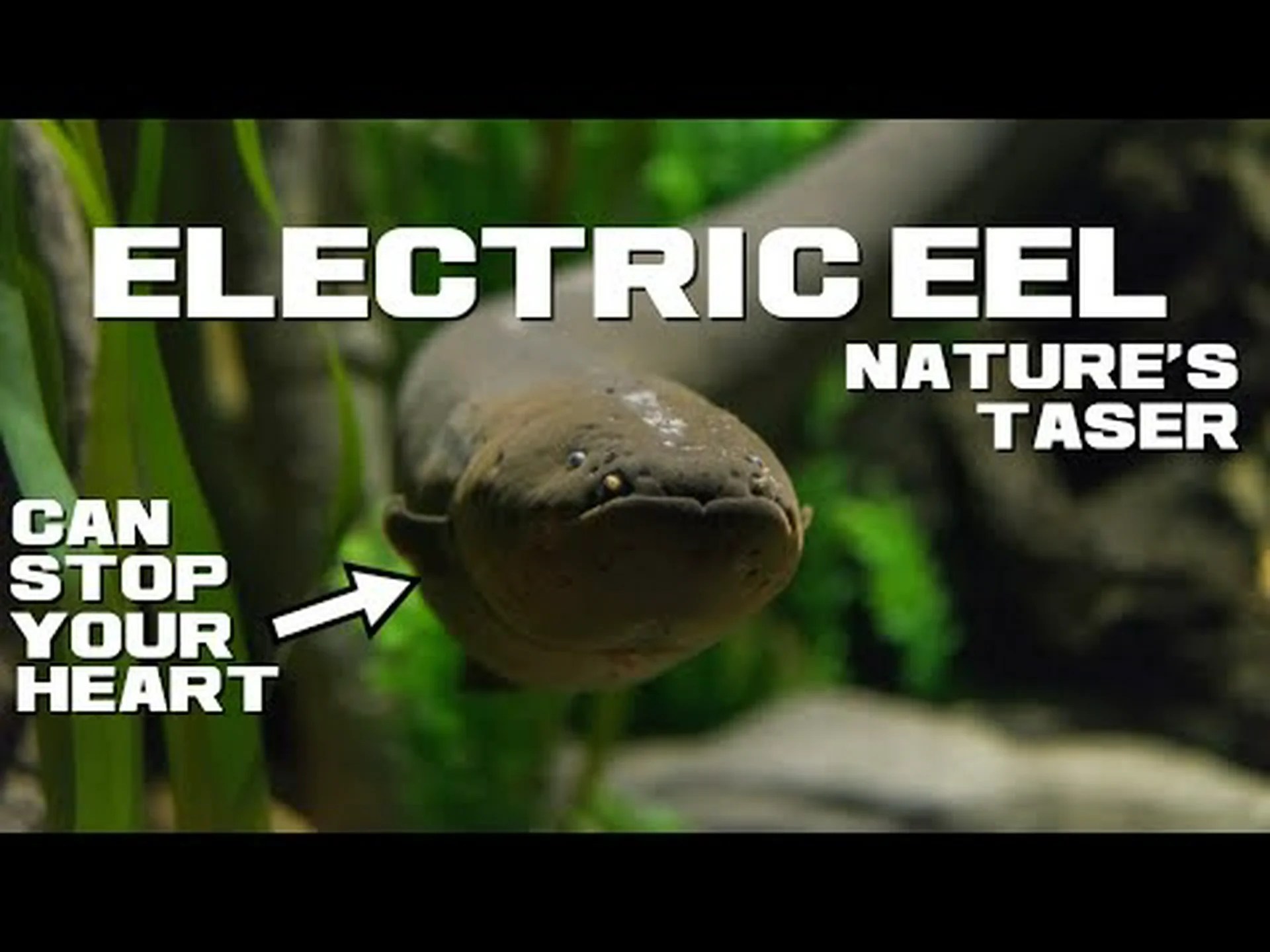 デンキウナギに関する 10 の驚くべき事実 デンキウナギに関する 10 の驚くべき事実