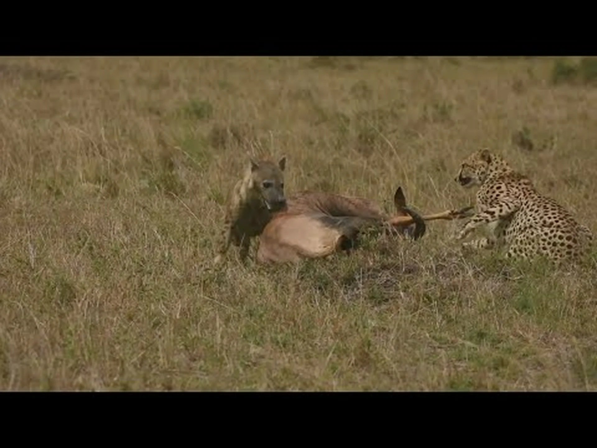 トピを引きずり下ろそうとして顔を蹴られたチーターを見てください トピを引きずり下ろそうとして顔を蹴られたチーターを見てください