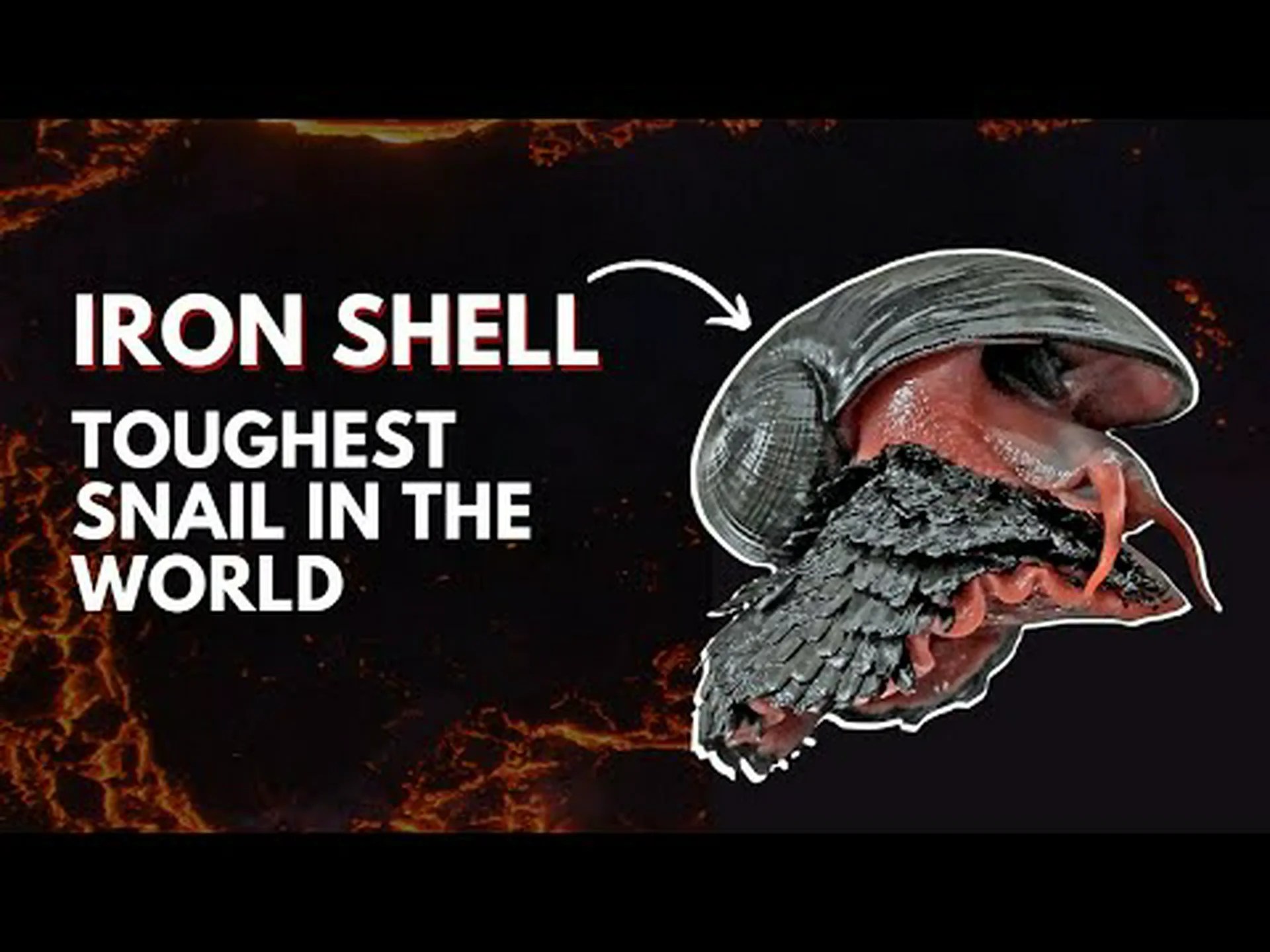 深海で発見:鉄の鎧を着たカタツムリ 深海で発見:鉄の鎧を着たカタツムリ