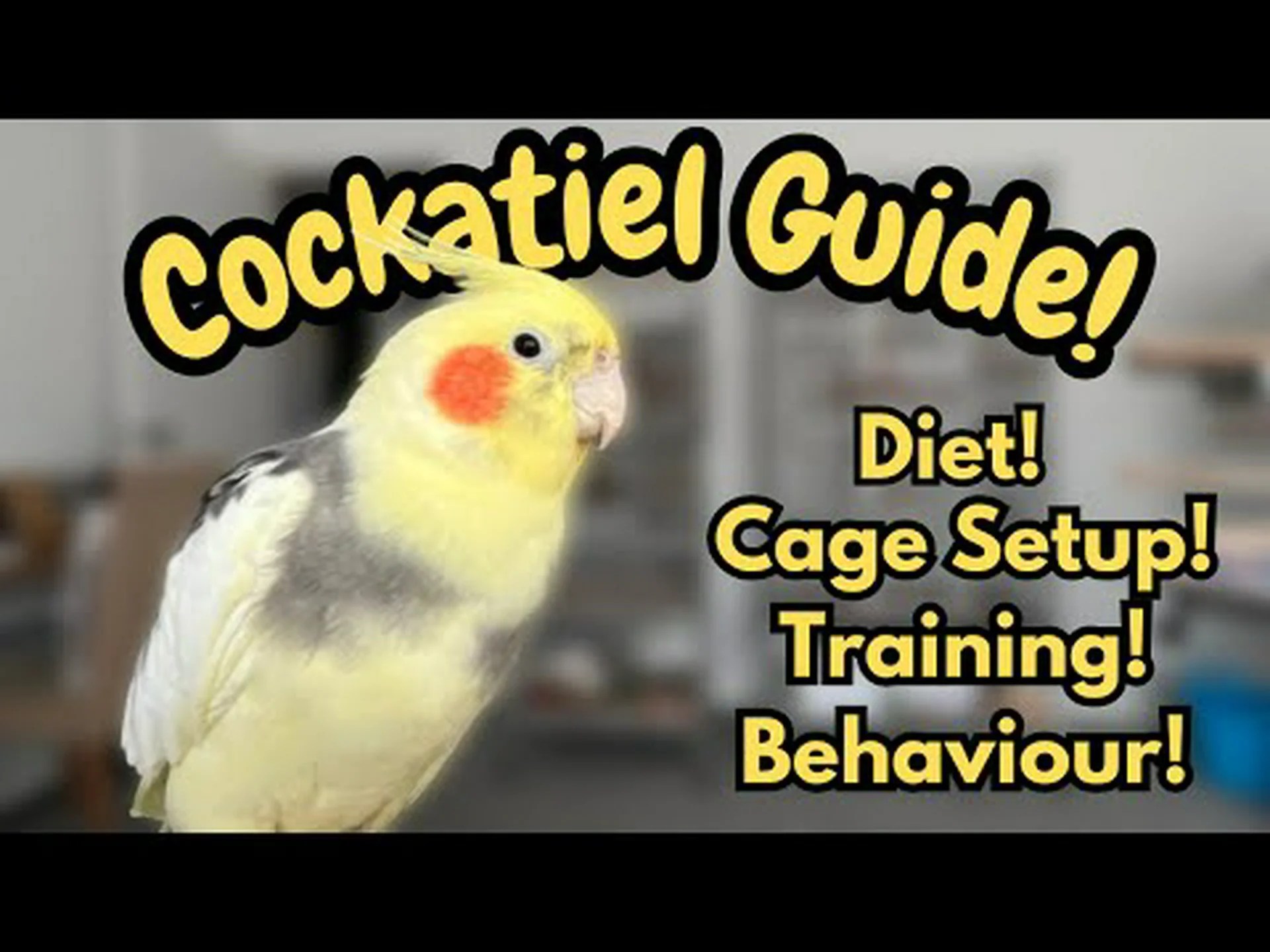 オカメインコを飼う: 性格、食事、完全な飼育ガイド オカメインコを飼う: 性格、食事、完全な飼育ガイド