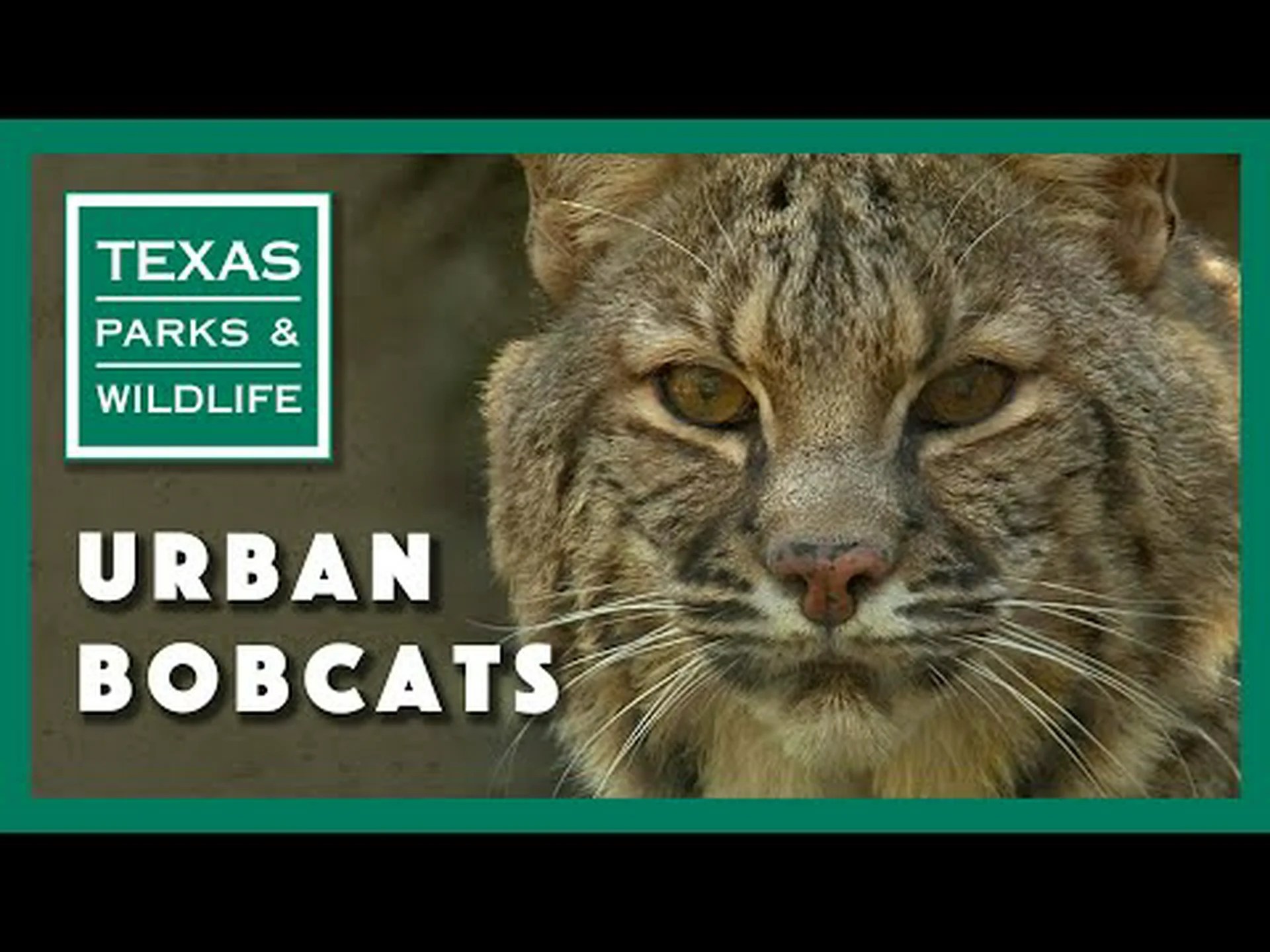 ボブキャットが自分の反射にこっそり近づくのを観察する ボブキャットが自分の反射にこっそり近づくのを観察する