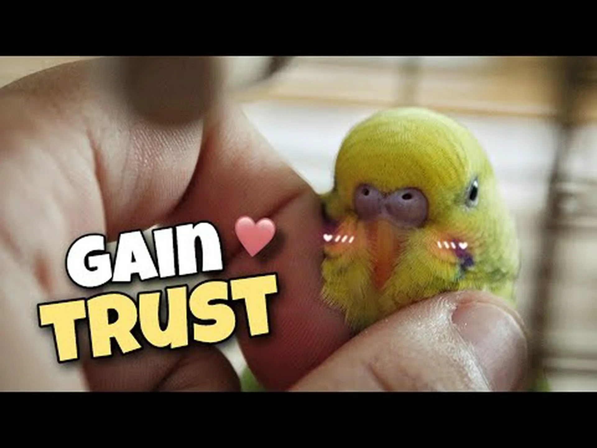 インコのしつけ方法: 信頼を得るために役立つ 7 つのヒント インコのしつけ方法: 信頼を得るために役立つ 7 つのヒント
