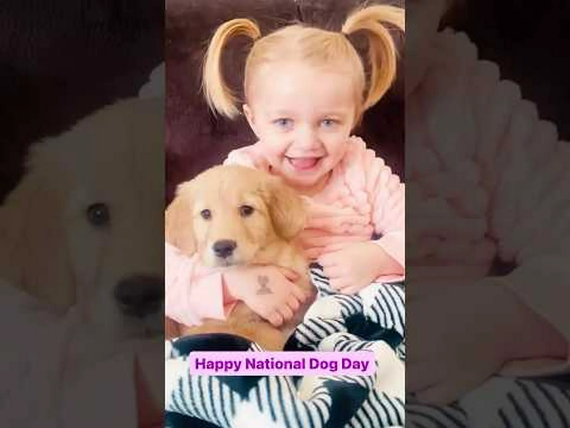 2024 年国家犬の日: 8 月 26 日と楽しいお祝いの 10 の方法 2024 年国家犬の日: 8 月 26 日と楽しいお祝いの 10 の方法