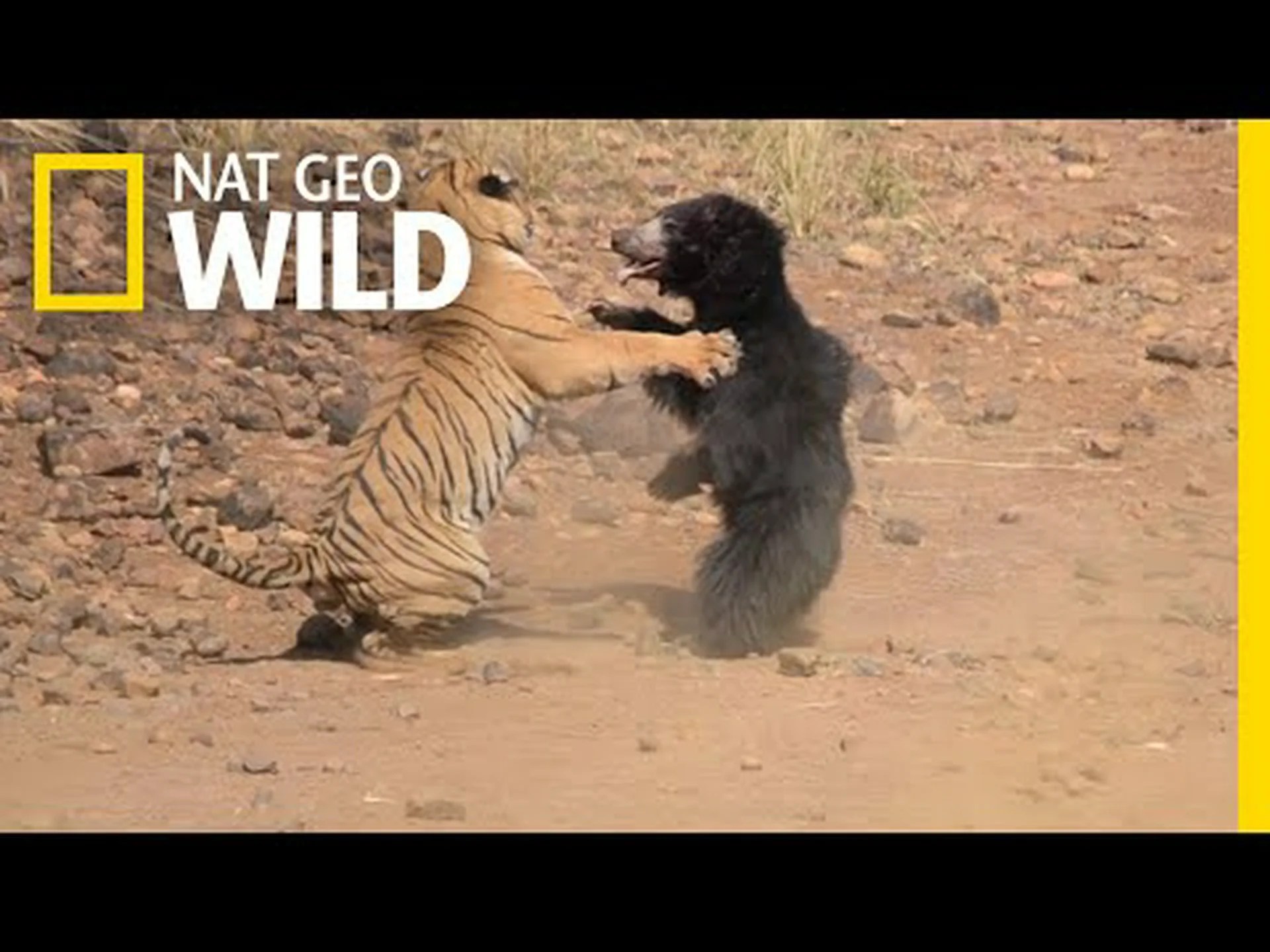 大人のトラが巨大なナマケグマを狩り、すぐにすべてを考え直す 大人のトラが巨大なナマケグマを狩り、すぐにすべてを考え直す