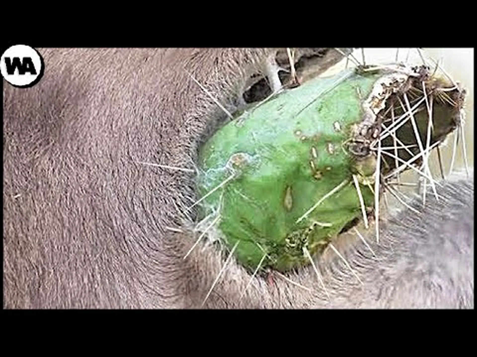 かつてラクダを食べていた巨大なブタを発見(そして後でそれを積み上げます) かつてラクダを食べていた巨大なブタを発見(そして後でそれを積み上げます)