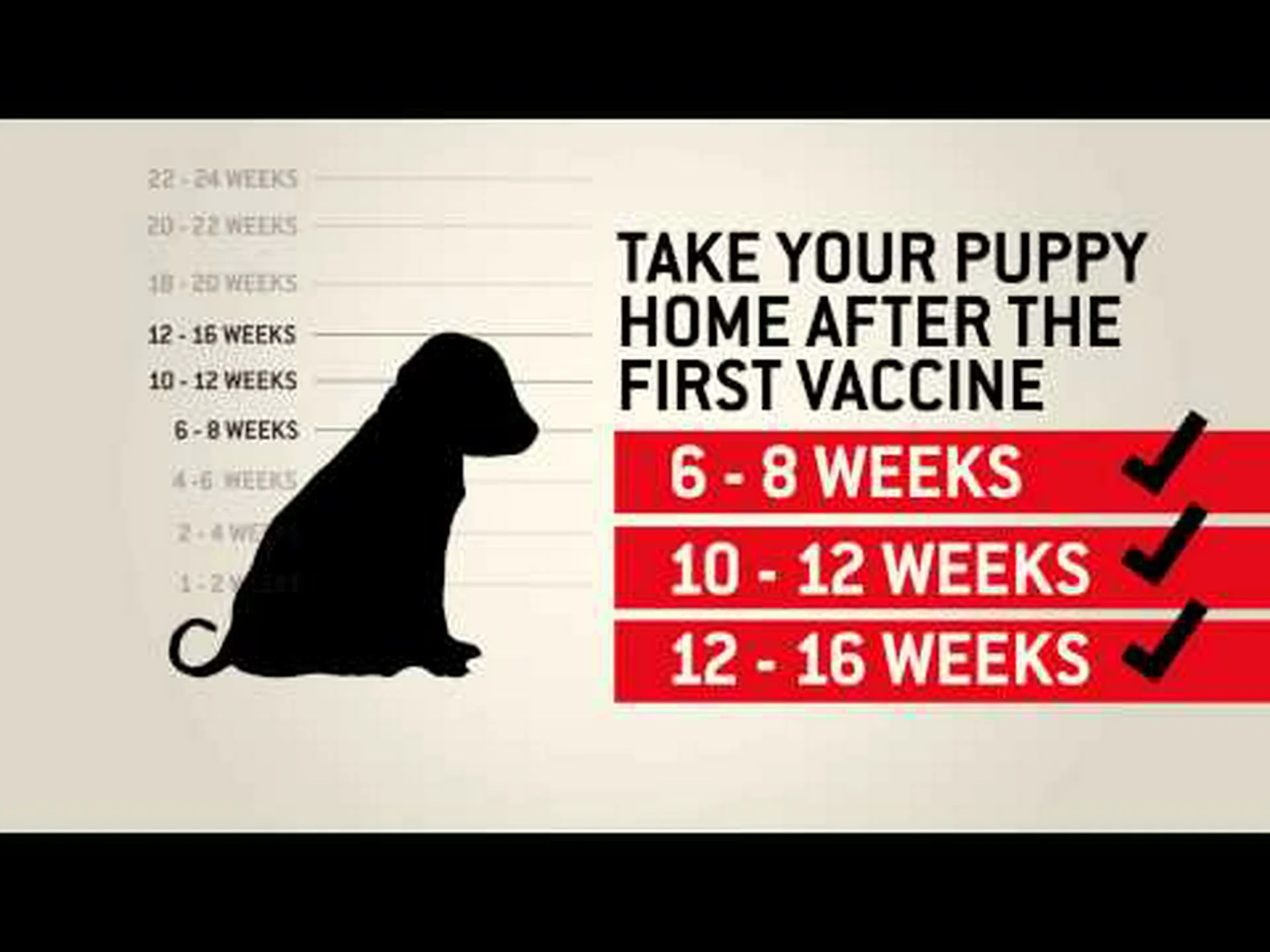 2024 年の犬のワクチン接種料金ガイド (および年齢ごとに必要なもの) 2024 年の犬のワクチン接種料金ガイド (および年齢ごとに必要なもの)