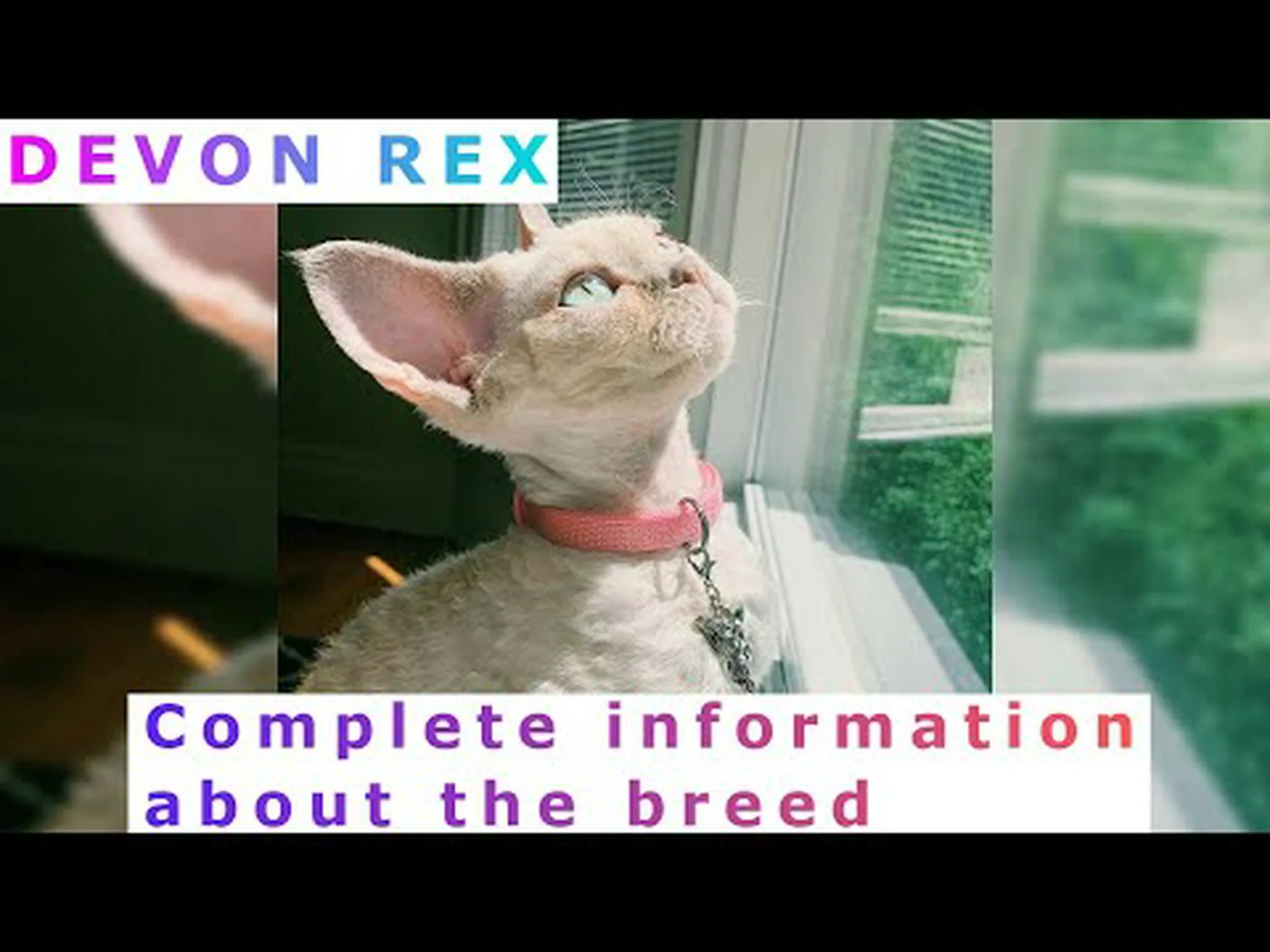 2024 年のデボン レックスの価格: 購入費用、獣医師の請求書、その他の費用 2024 年のデボン レックスの価格: 購入費用、獣医師の請求書、その他の費用