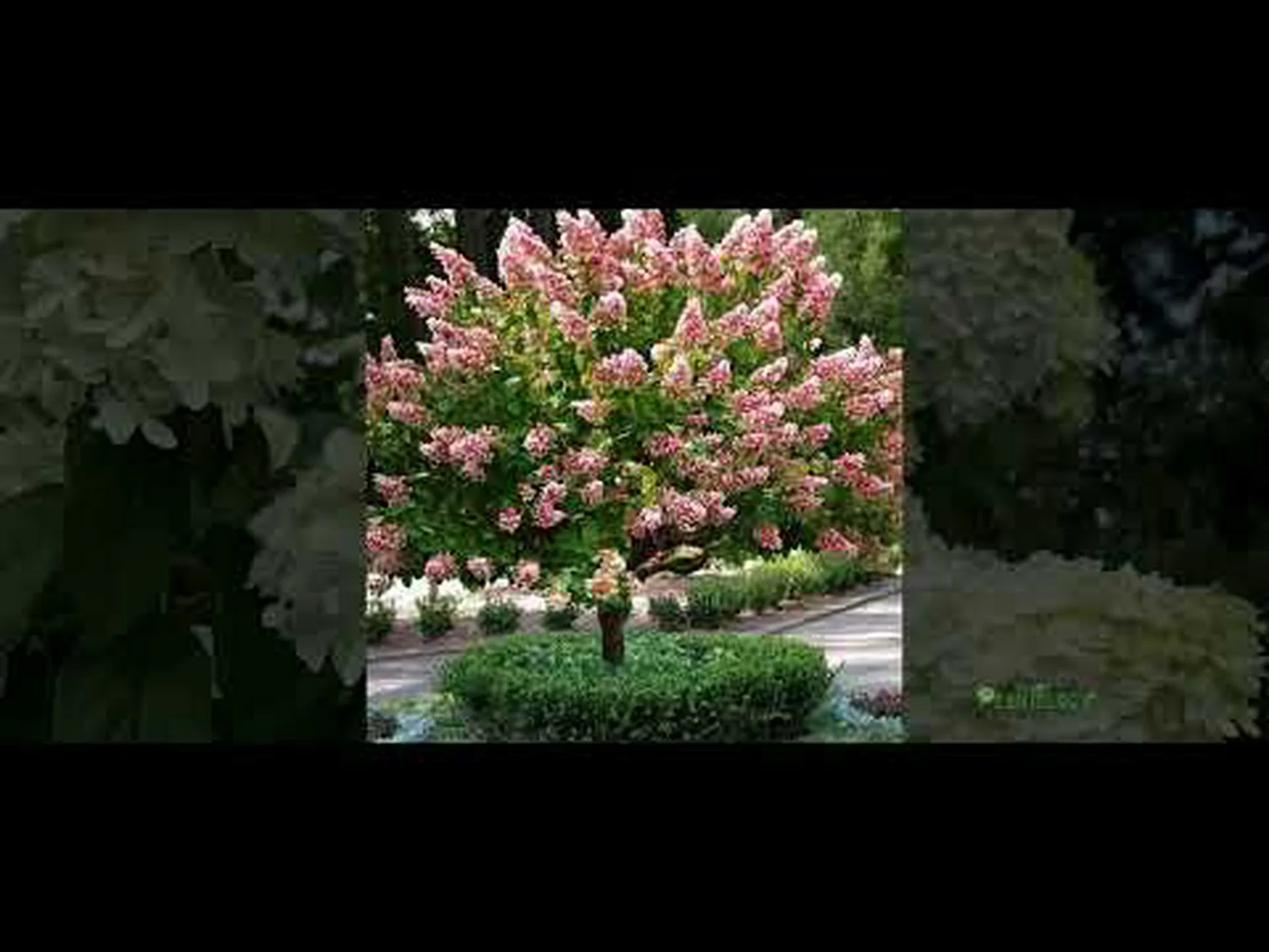 アジサイの木とアジサイの茂み: 主な違い アジサイの木とアジサイの茂み: 主な違い