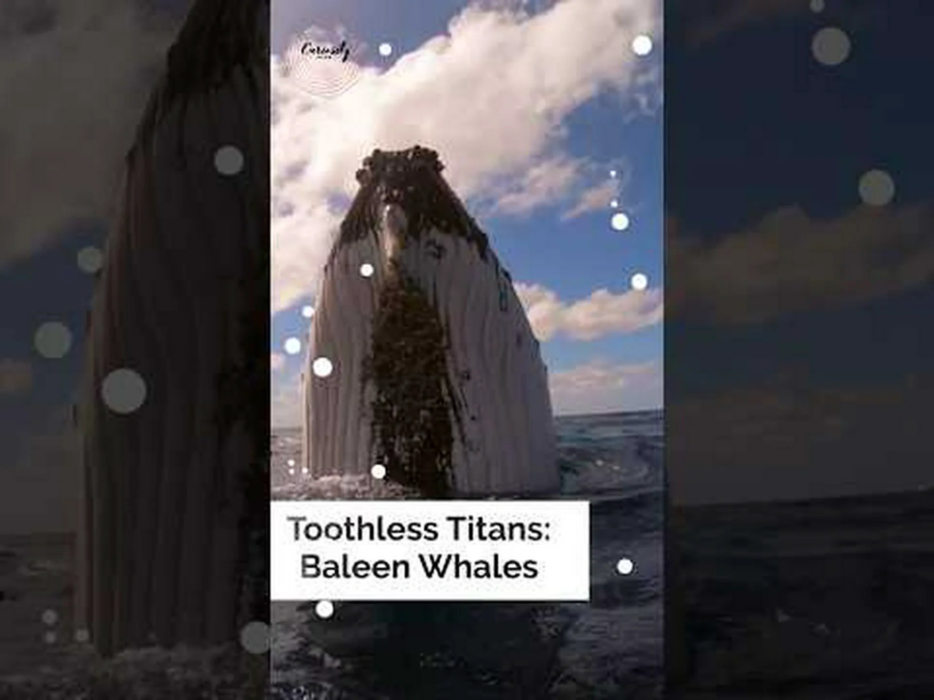 新しい研究:かつてヒゲクジラは今日の世界の漁業量の2倍以上を消費していた 新しい研究:かつてヒゲクジラは今日の世界の漁業量の2倍以上を消費していた