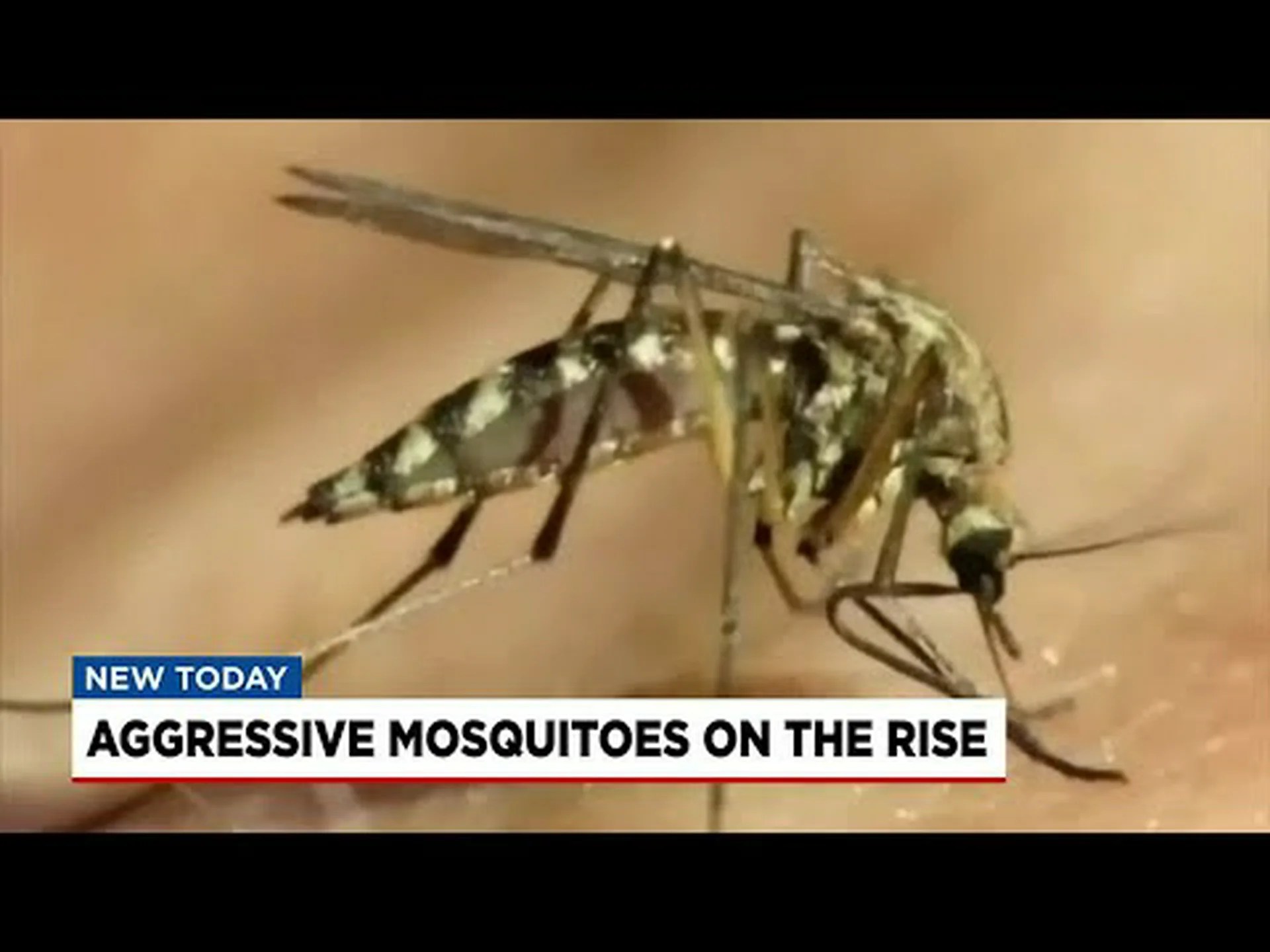 サウスカロライナ州に侵入しようとしている 5 種類の蚊を発見する サウスカロライナ州に侵入しようとしている 5 種類の蚊を発見する
