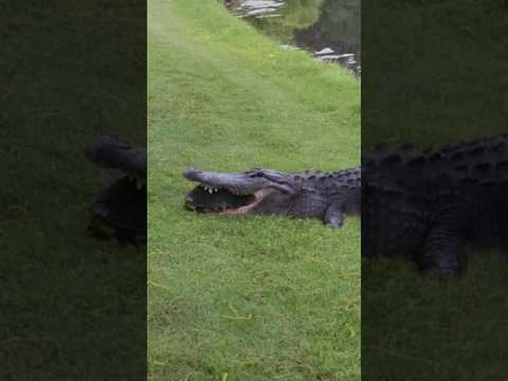 ワニがカメも甲羅もすべて丸ごと食べる様子を観察してください ワニがカメも甲羅もすべて丸ごと食べる様子を観察してください