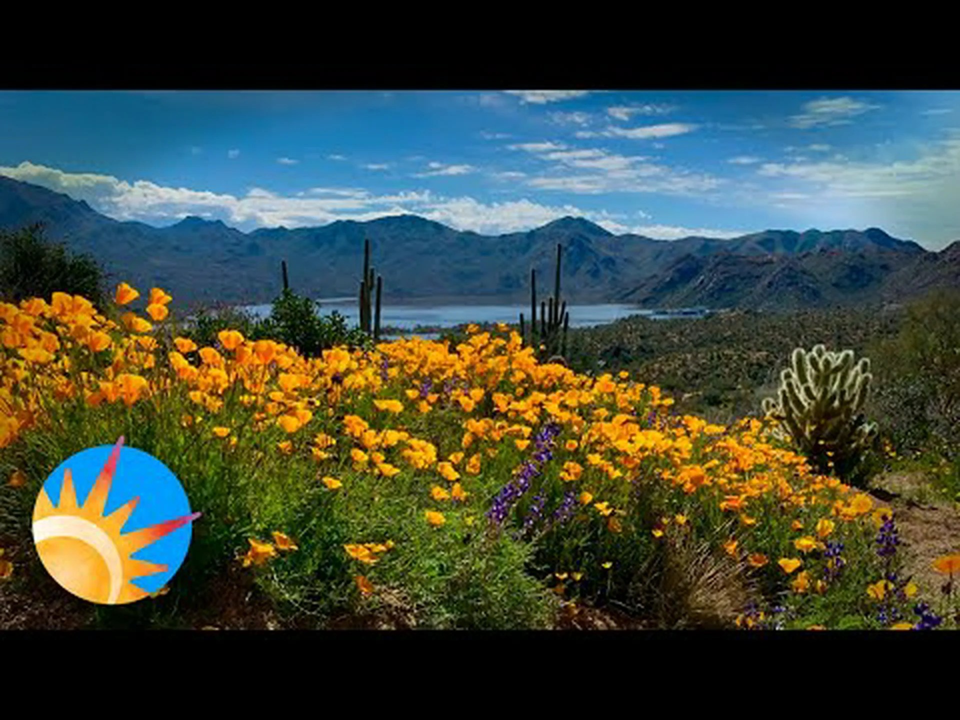 アリゾナ州の公式州花を発見 (開花時期と見どころ) アリゾナ州の公式州花を発見 (開花時期と見どころ)