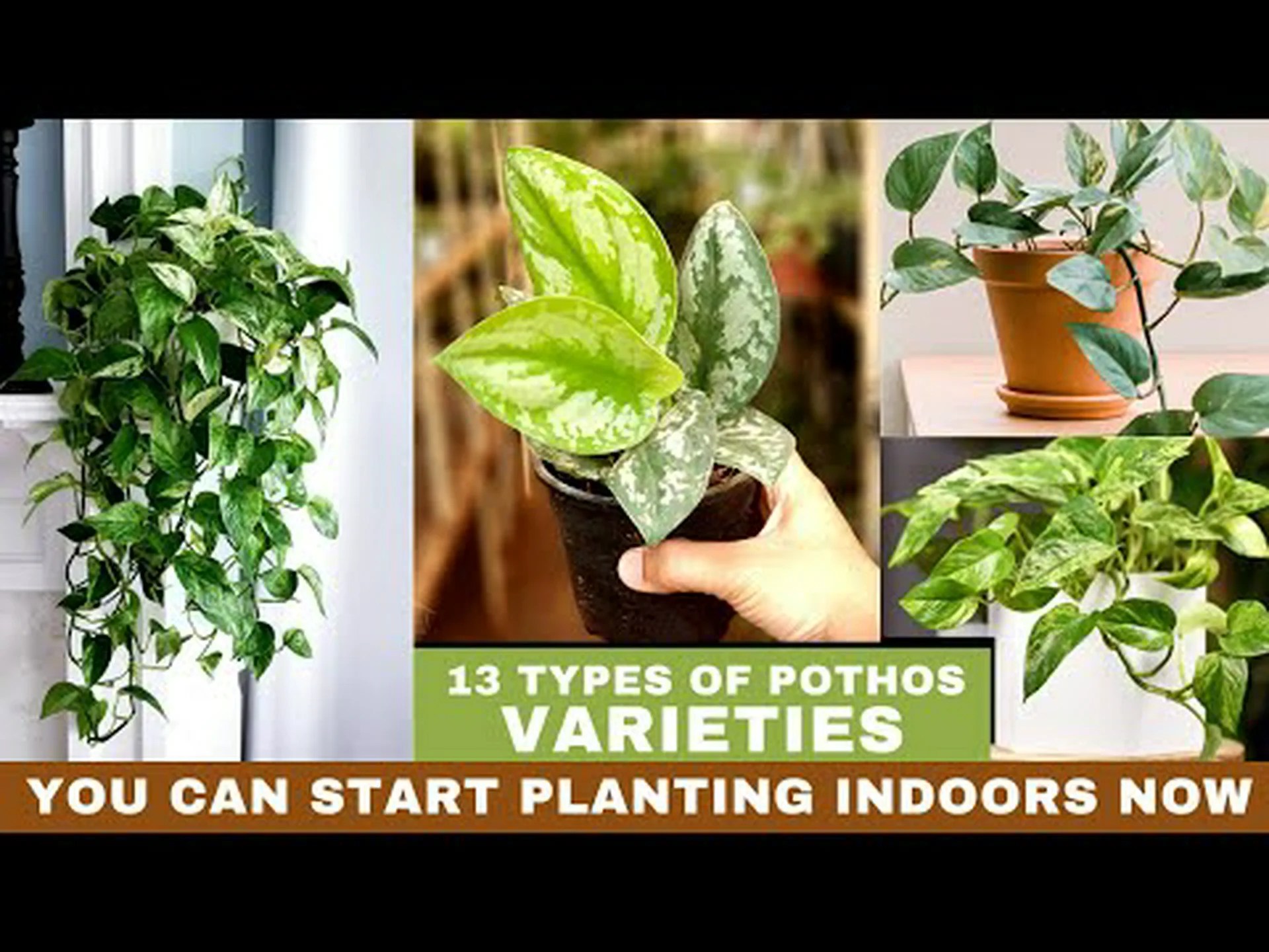 3 種類のポトスを発見 3 種類のポトスを発見