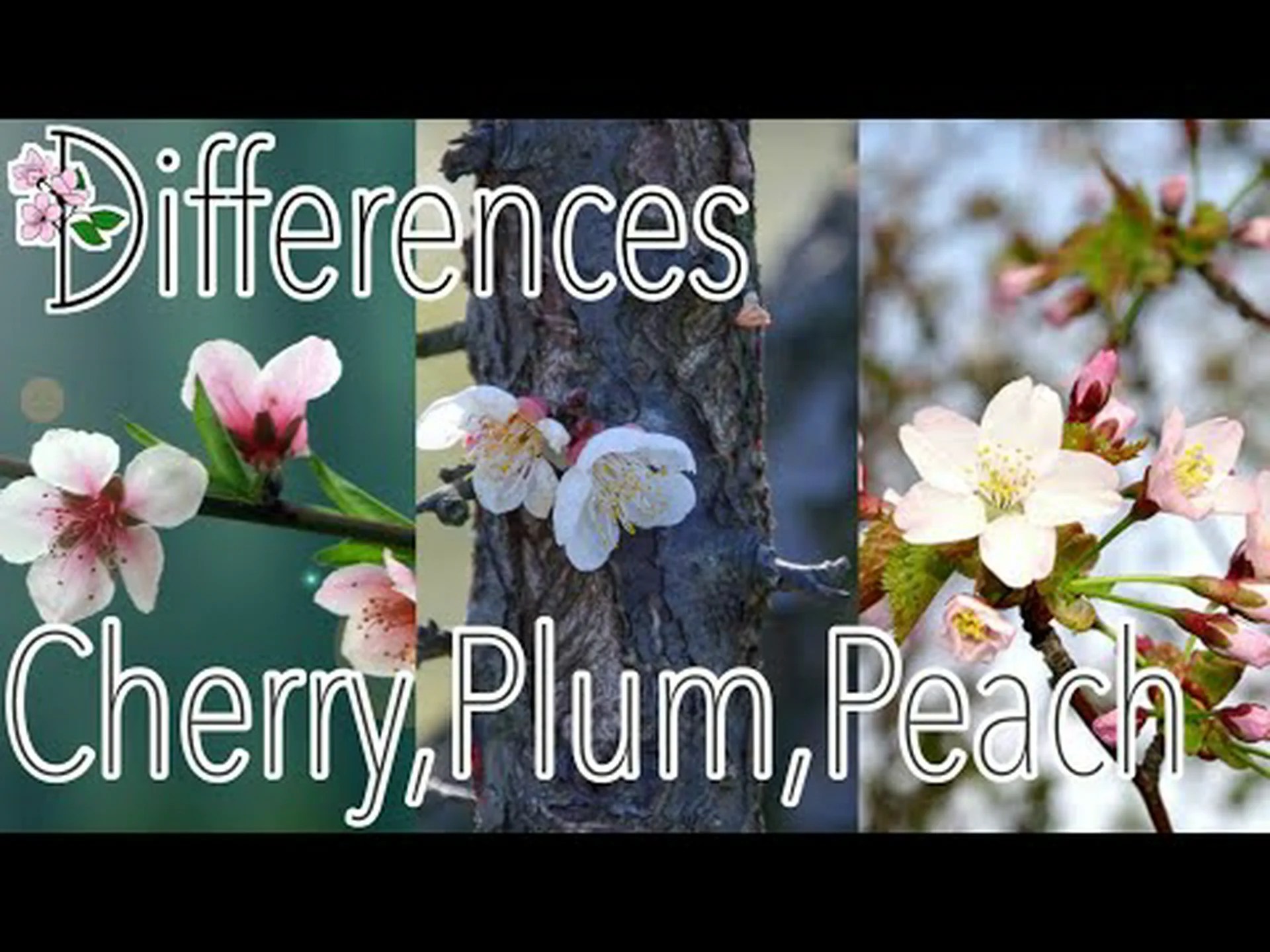 梅と桜、違いはありますか? 梅と桜、違いはありますか?