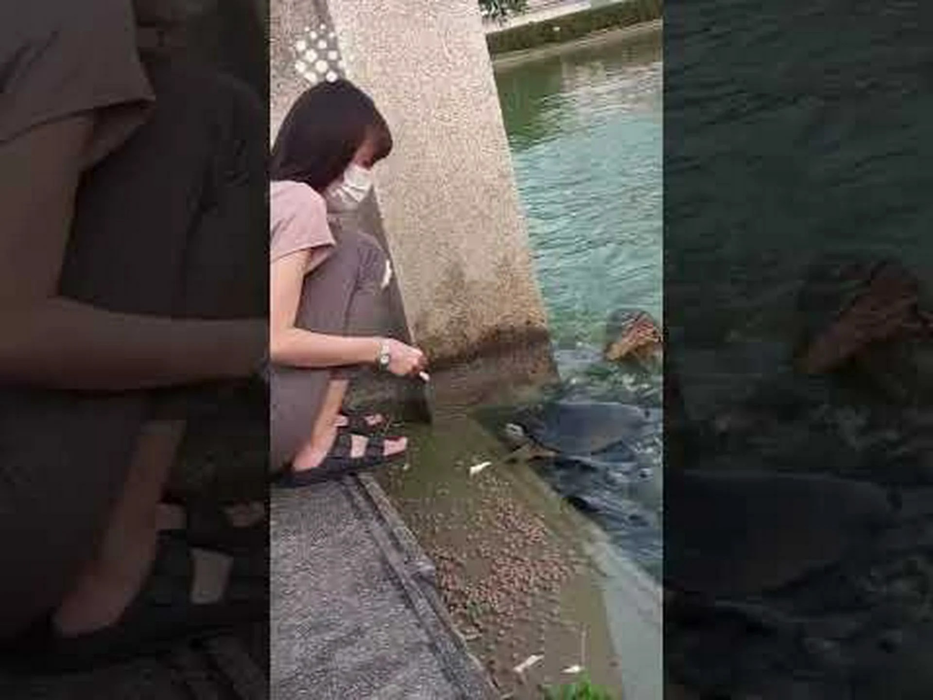 巨大オオトカゲが鯉を引き裂いて魚を食い荒らす様子をご覧ください 巨大オオトカゲが鯉を引き裂いて魚を食い荒らす様子をご覧ください