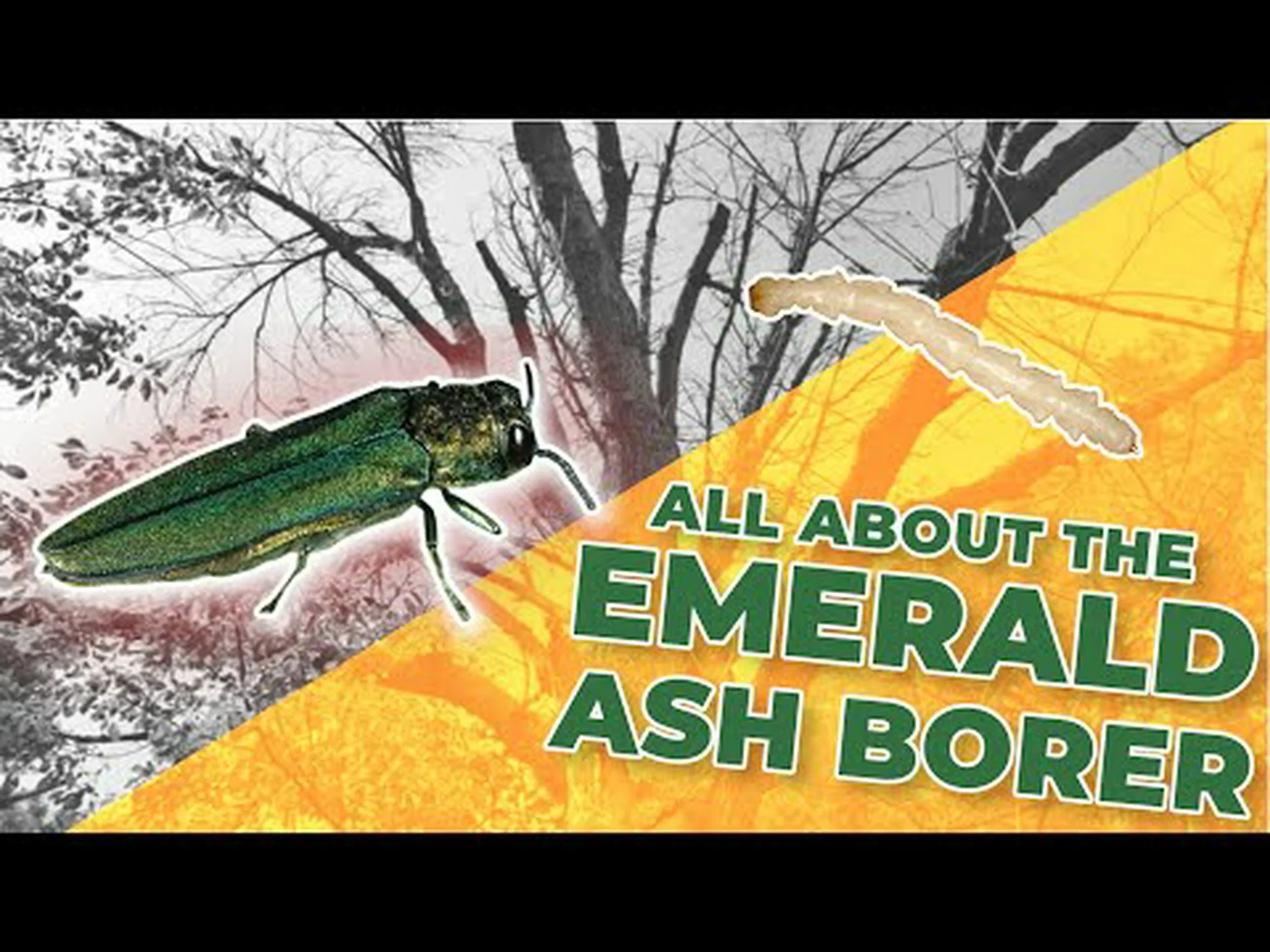 なぜエメラルドアッシュボーラーはこれほど破壊的なのでしょうか? なぜエメラルドアッシュボーラーはこれほど破壊的なのでしょうか?