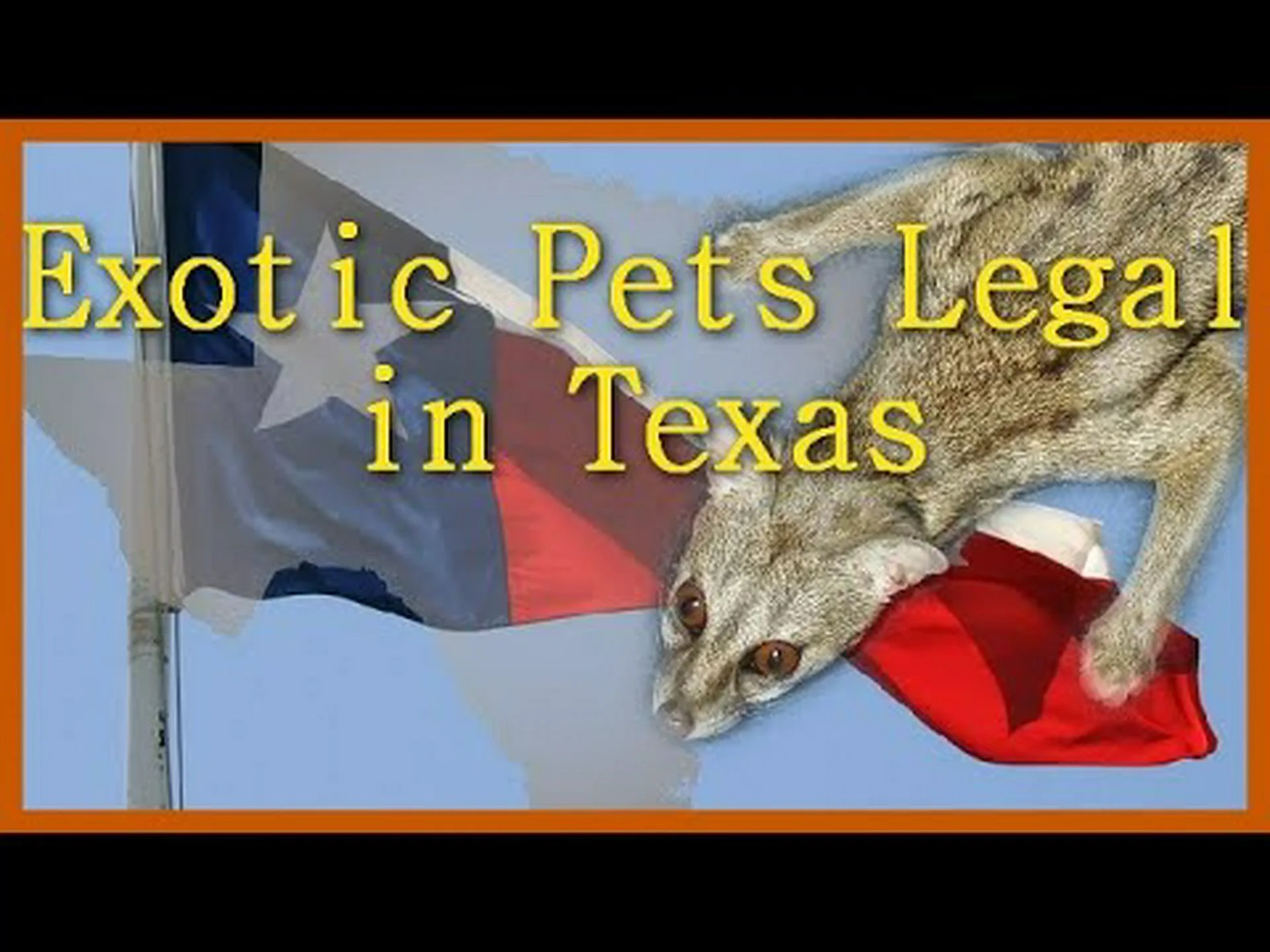 テキサス州で実際に所有することが合法である11の不可解なペット テキサス州で実際に所有することが合法である11の不可解なペット