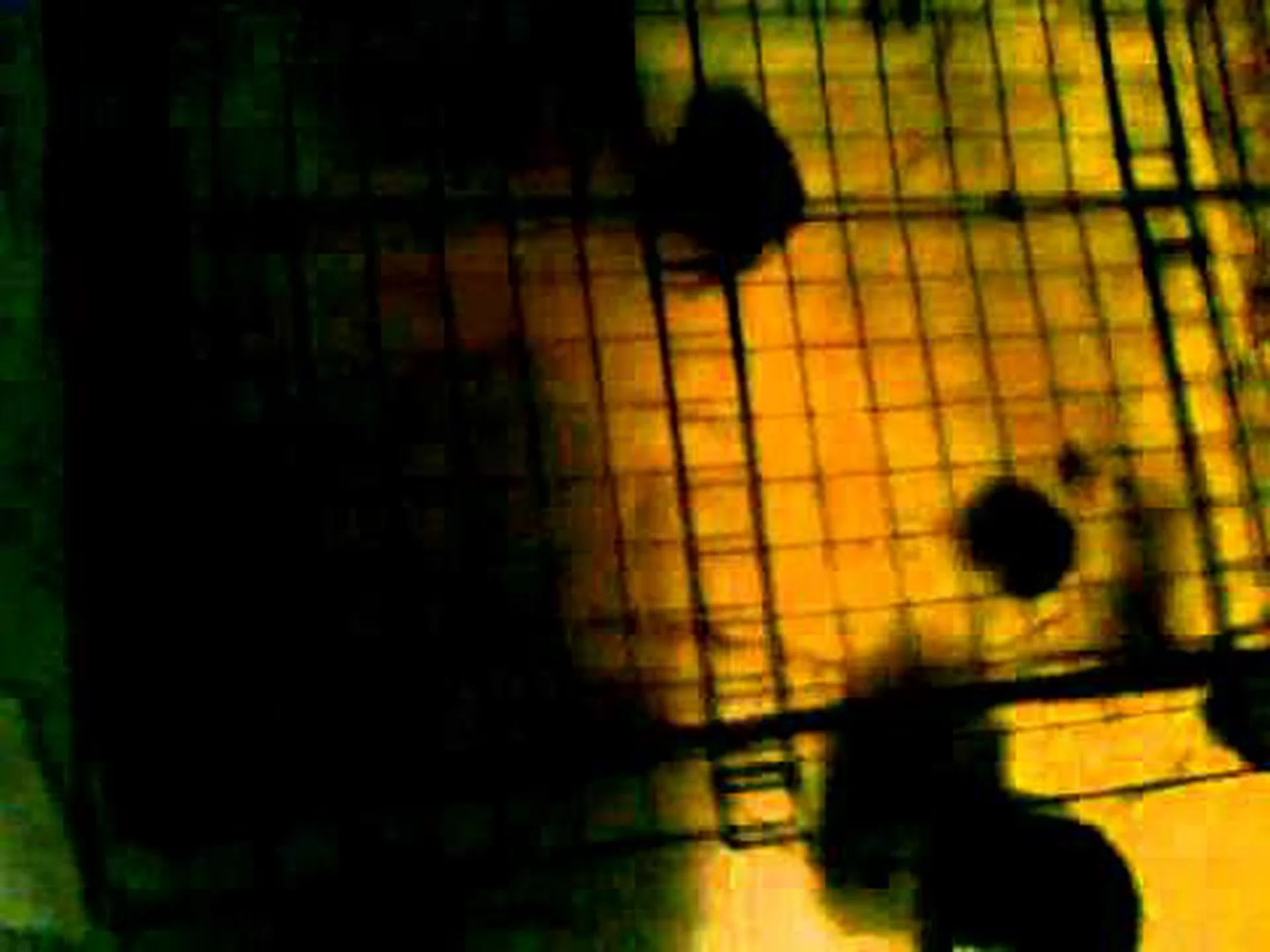 モルモットの囲いを猫から守る方法 モルモットの囲いを猫から守る方法