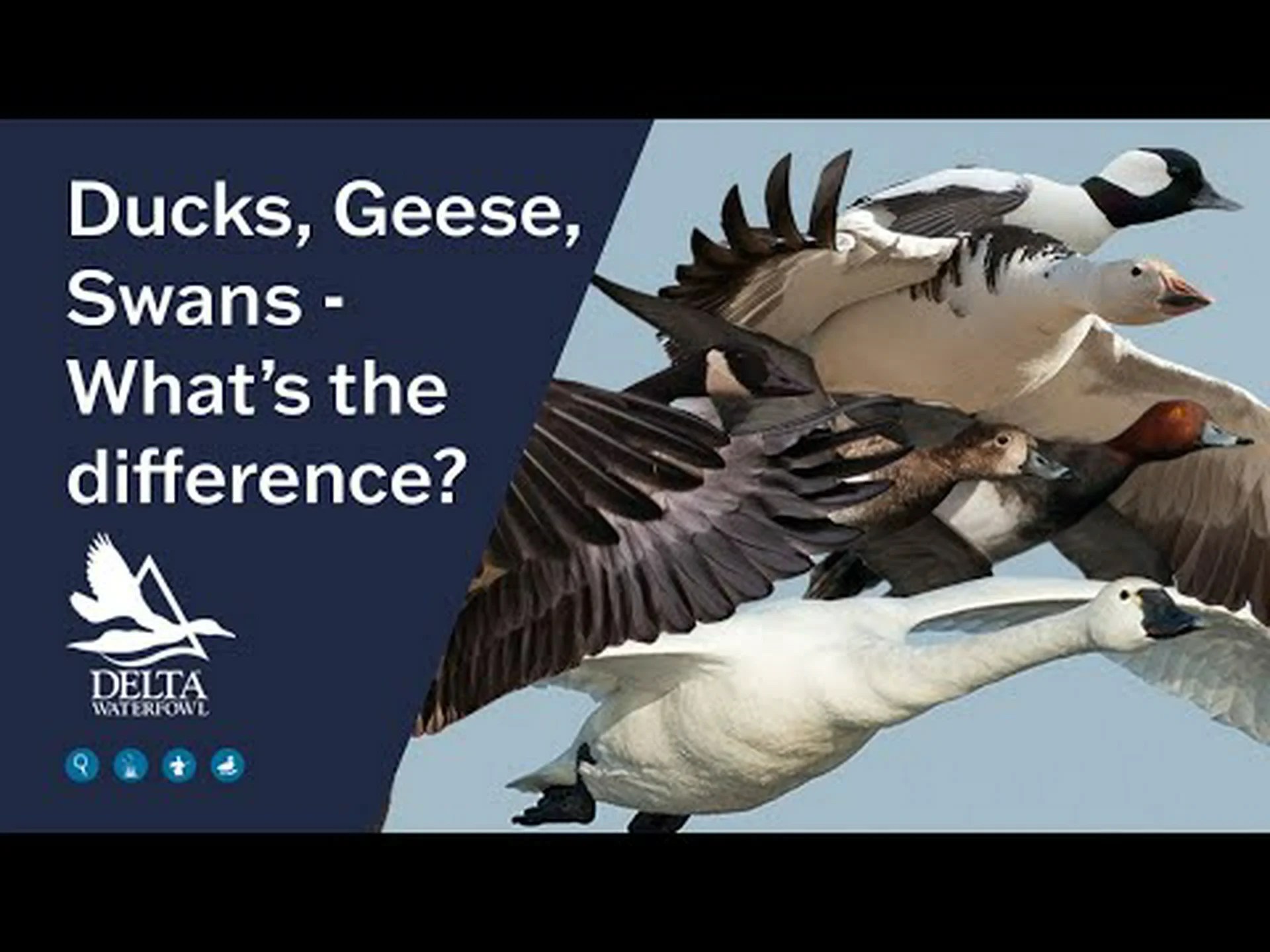 ブラジルで最も人口の多い 5 つの都市を発見する ブラジルで最も人口の多い 5 つの都市を発見する