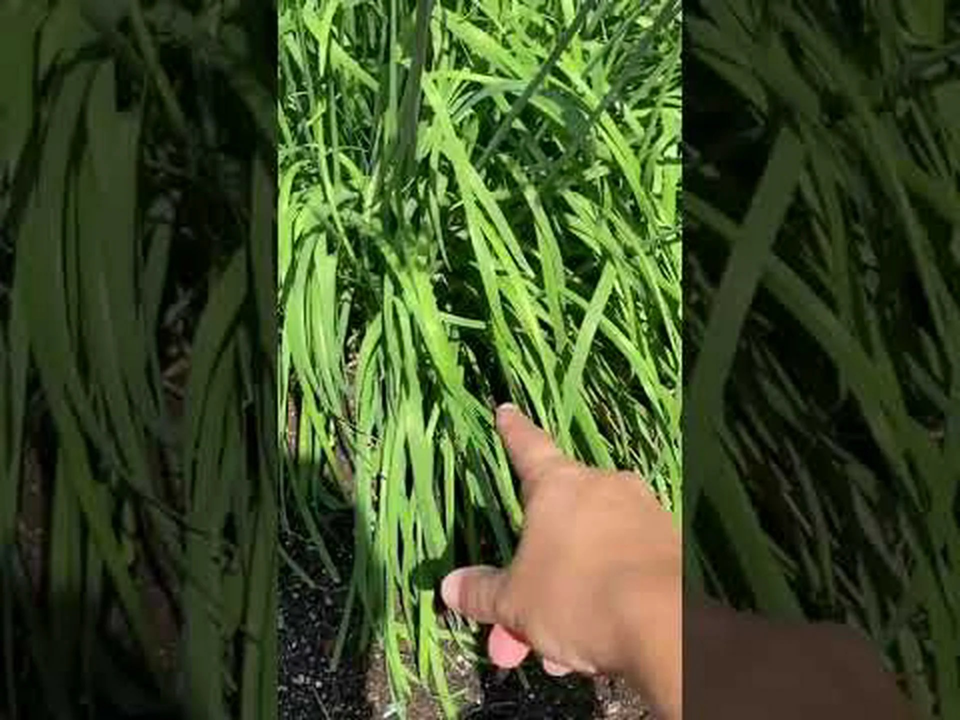 ニラとニラの違いは何ですか? ニラとニラの違いは何ですか?