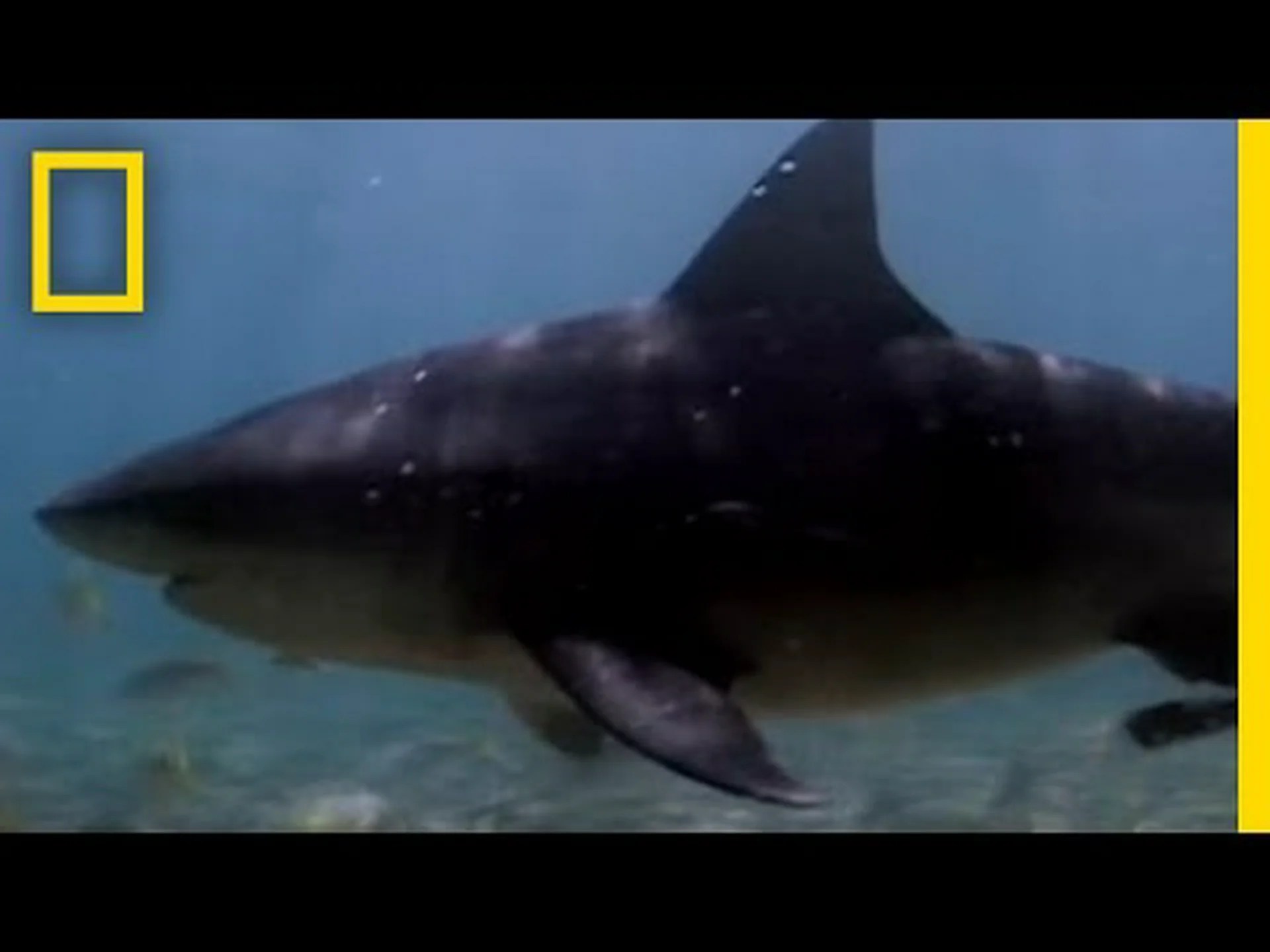 サケのように川の急流を遡ることができるサメを発見してください サケのように川の急流を遡ることができるサメを発見してください