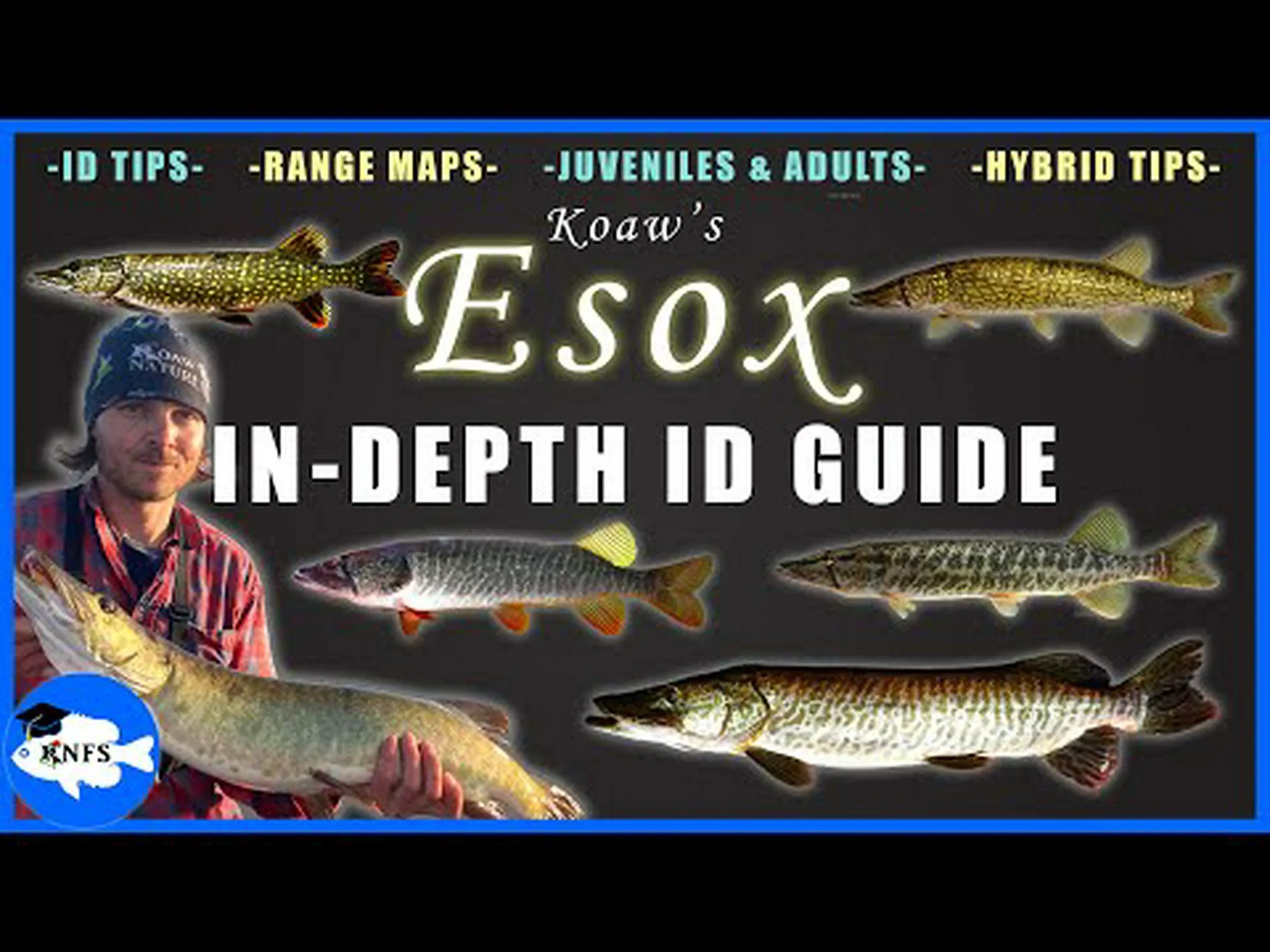 マスキーとパイク: 5 つの主な違いを説明 マスキーとパイク: 5 つの主な違いを説明