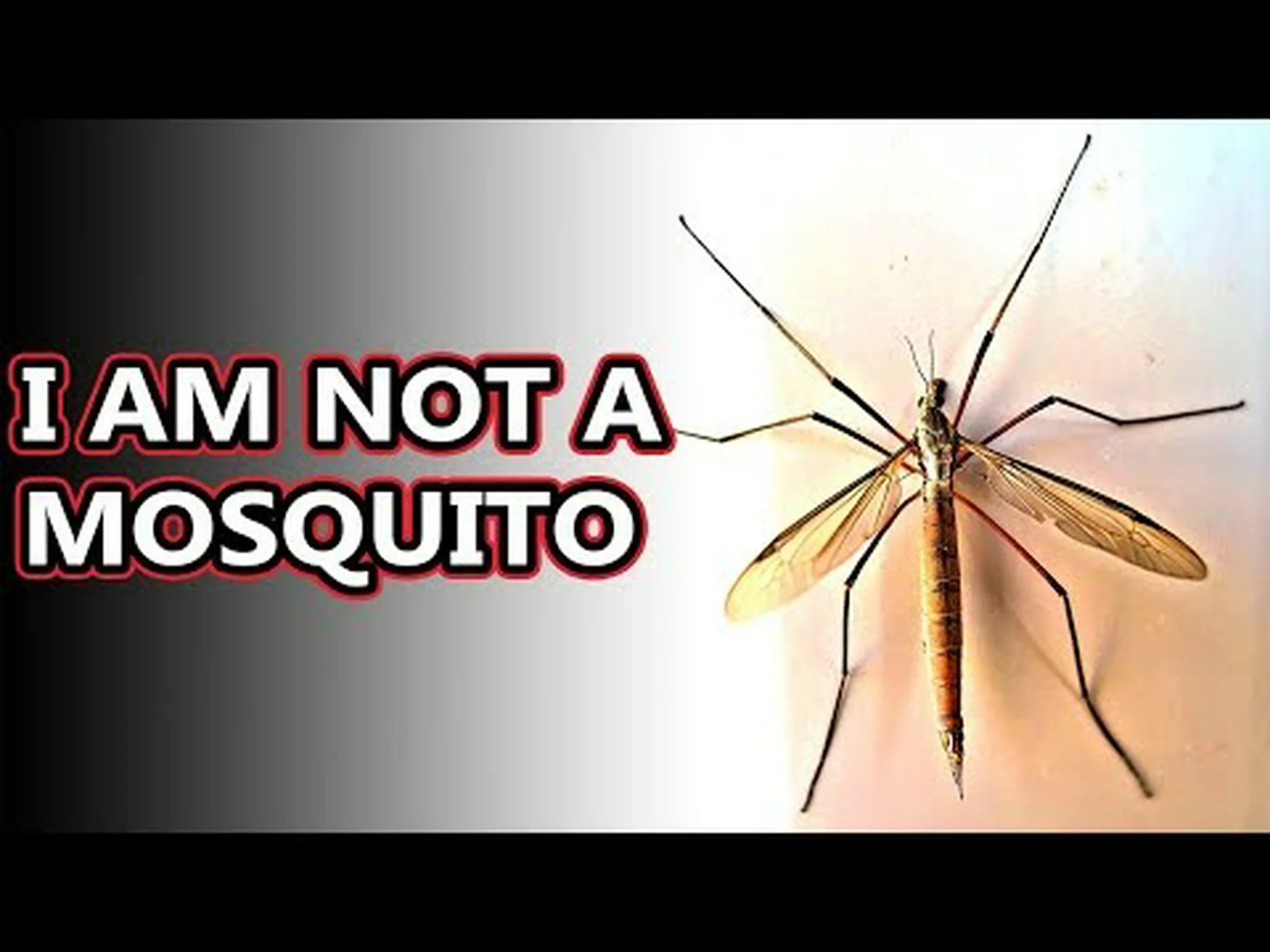 ガガンボと蚊: 6 つの主な違いを説明 ガガンボと蚊: 6 つの主な違いを説明