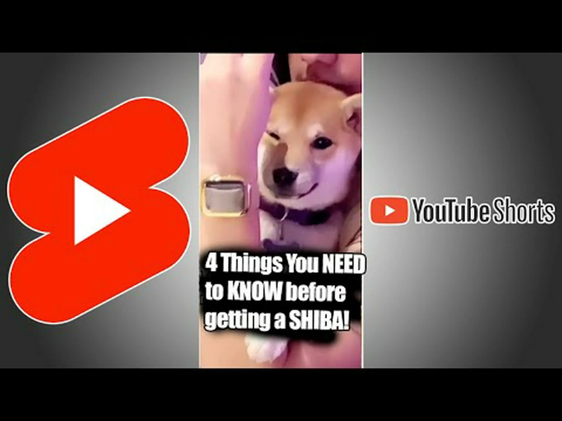 柴犬と一緒に子犬を飼う前に知っておくべき10のこと 柴犬と一緒に子犬を飼う前に知っておくべき10のこと
