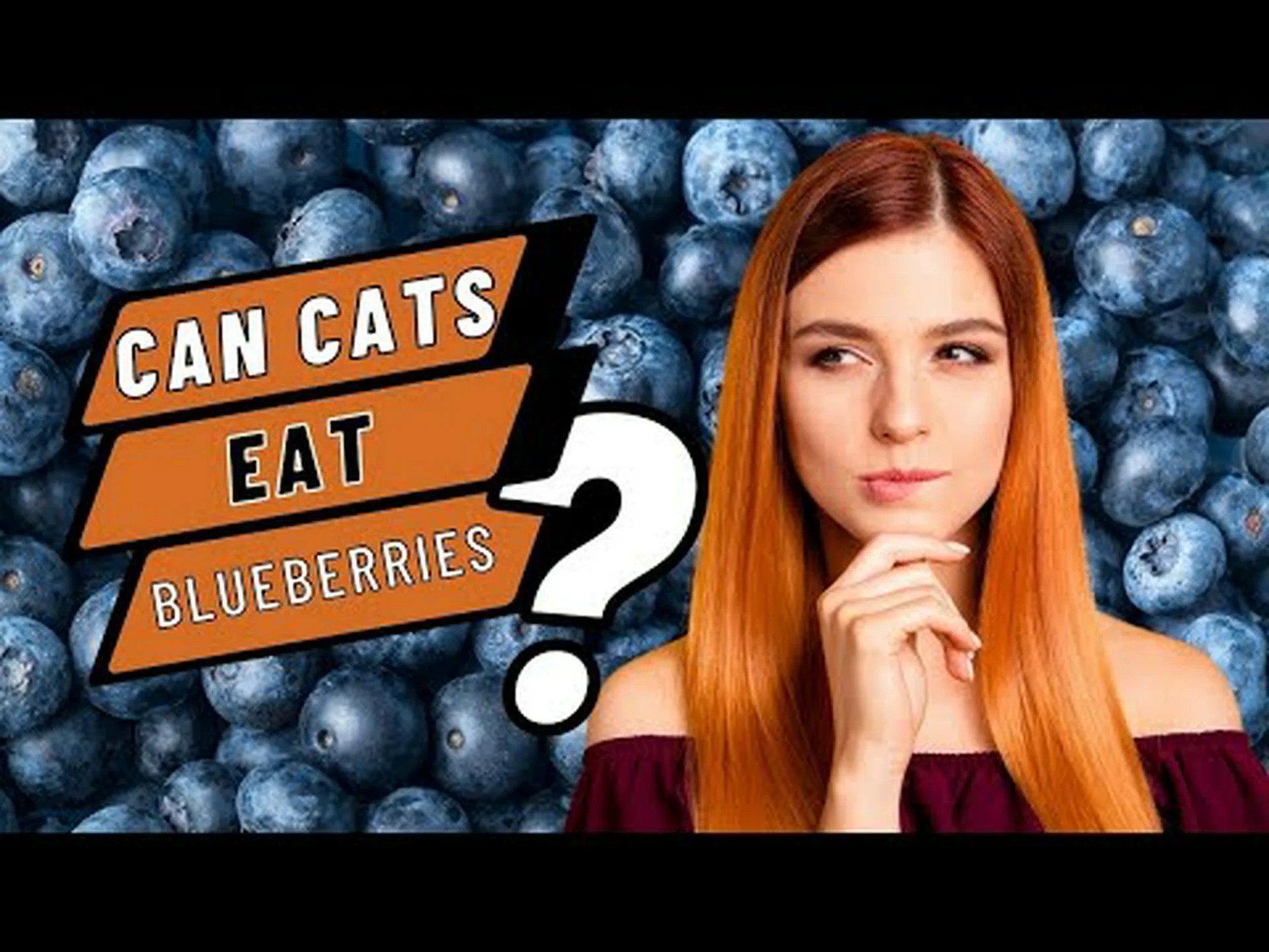 猫はブルーベリーを食べても大丈夫?授乳前に知っておくべき4つのこと 猫はブルーベリーを食べても大丈夫?授乳前に知っておくべき4つのこと
