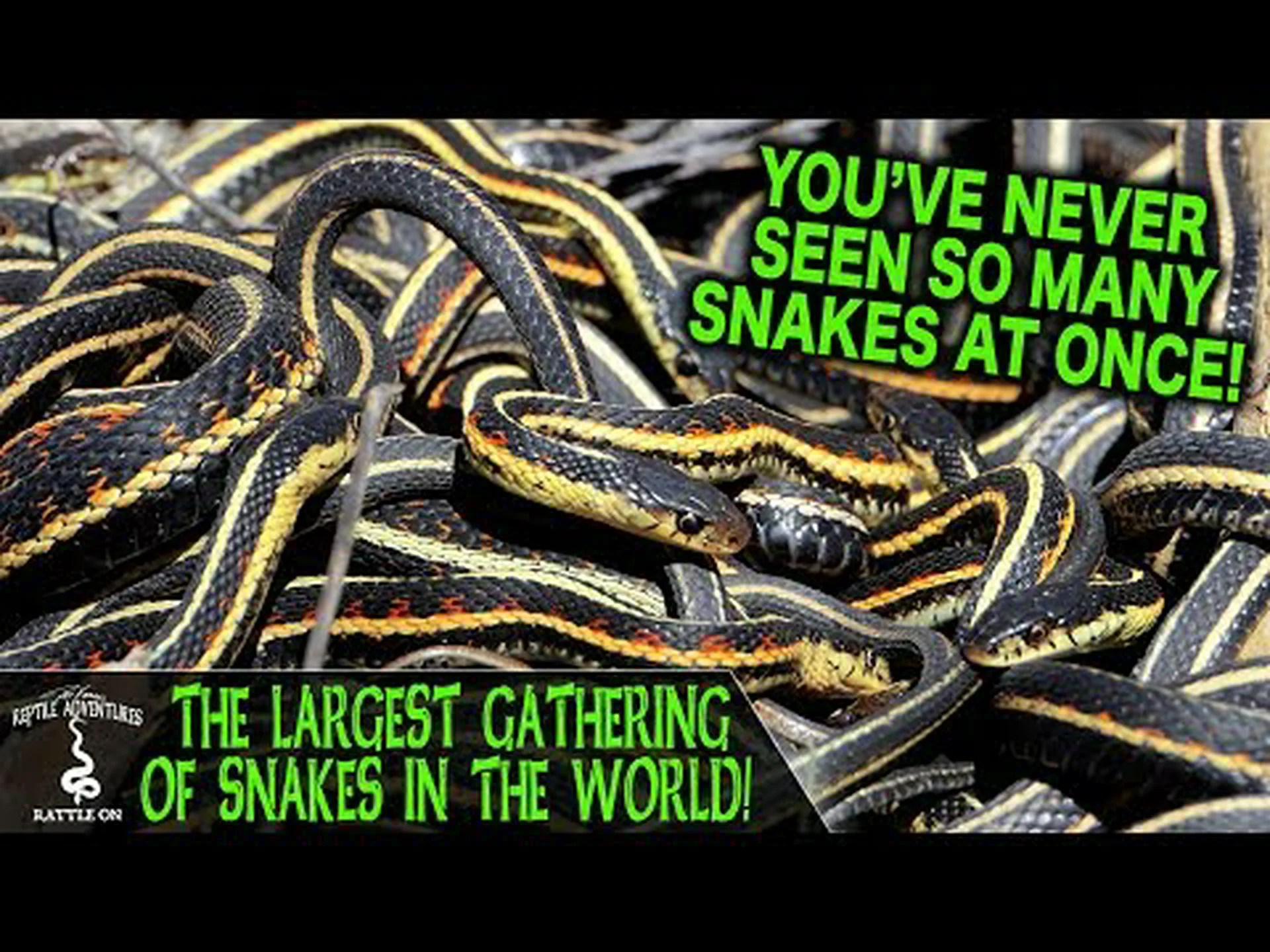 史上最大のガータースネークを発見 史上最大のガータースネークを発見