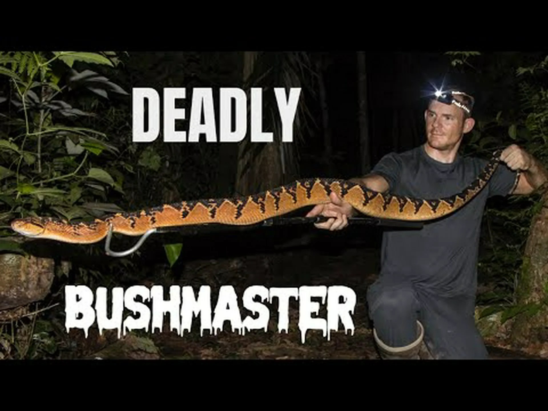 史上最大の毒蛇を発見 史上最大の毒蛇を発見