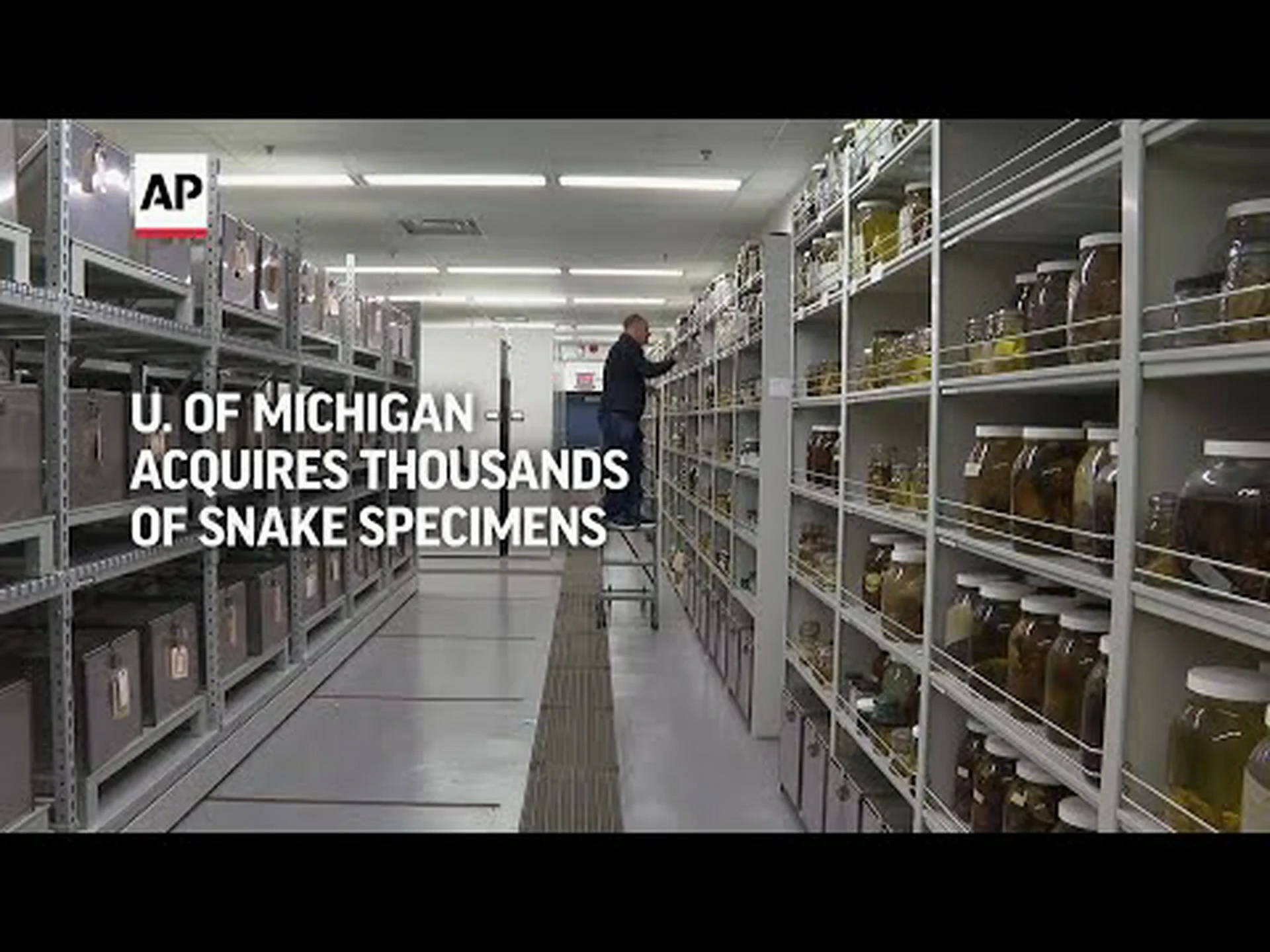 デトロイト川の周りを這う6匹のヘビを発見 デトロイト川の周りを這う6匹のヘビを発見