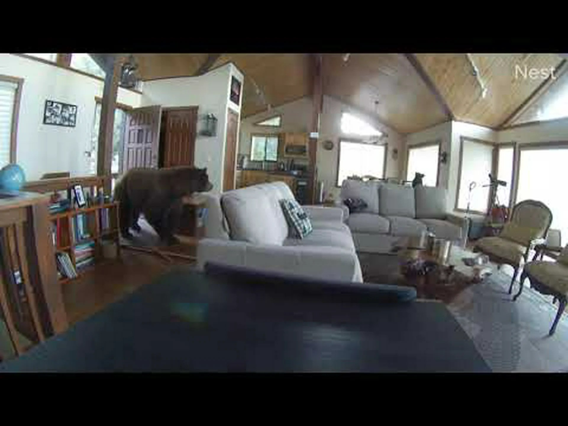 複数の住宅侵入を犯したツキノワグマが収監されたばかり 複数の住宅侵入を犯したツキノワグマが収監されたばかり
