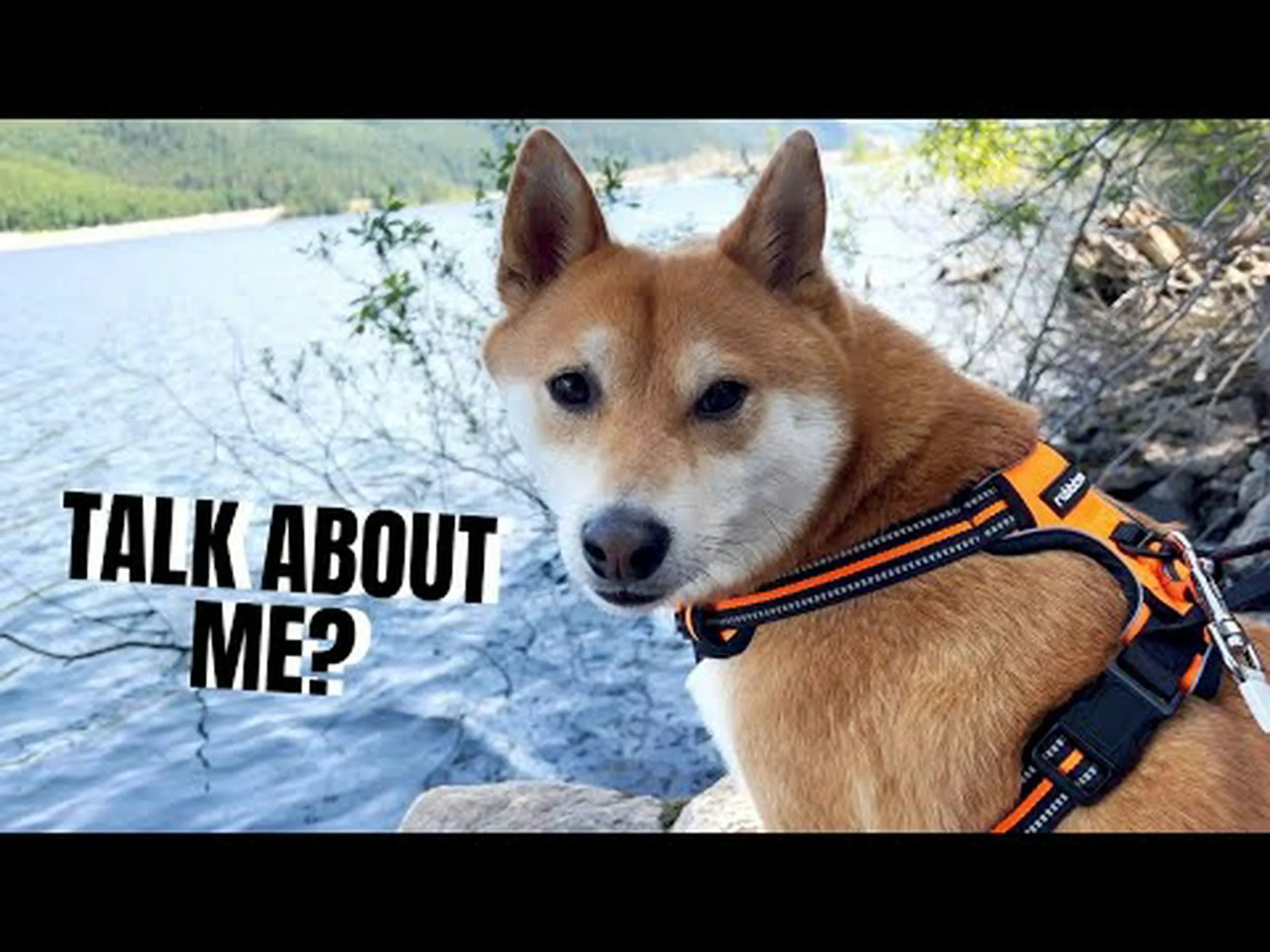 柴犬の成長: 成長チャート、マイルストーン、トレーニングのヒント 柴犬の成長: 成長チャート、マイルストーン、トレーニングのヒント