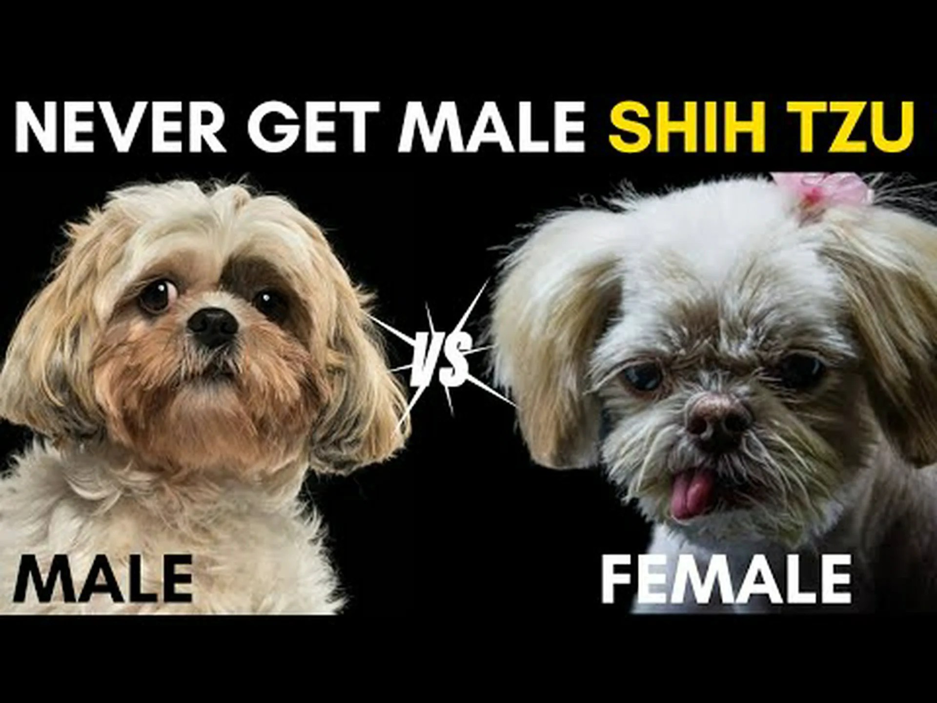 シーズーのオスとメス: 3 つの T シーズーのオスとメス: 3 つの T