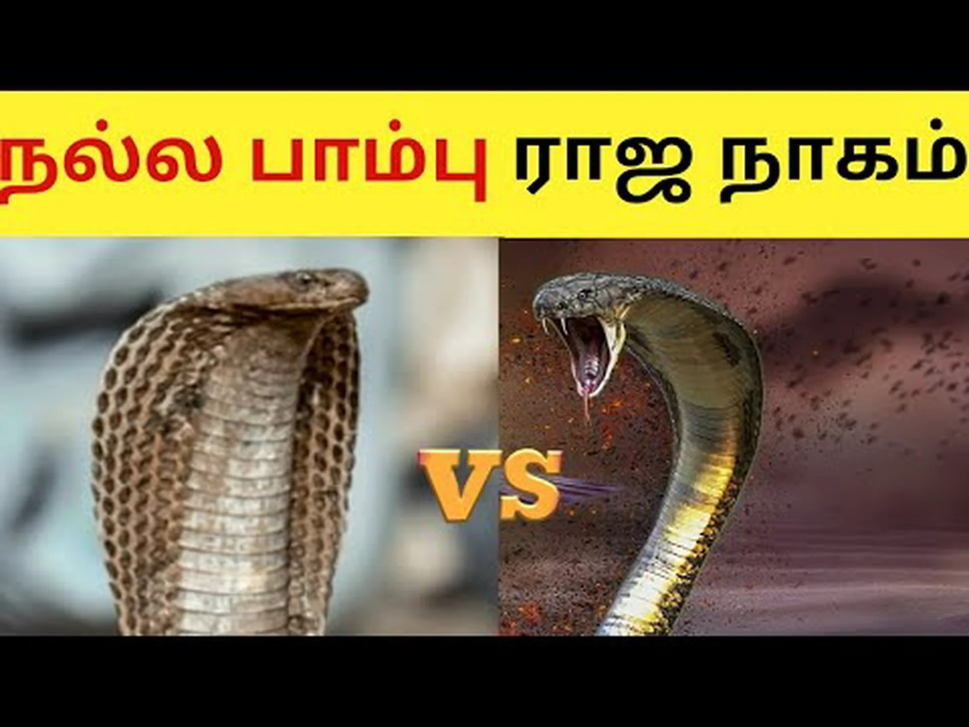 キングコブラとインディアンコブラ: 違いは何ですか? キングコブラとインディアンコブラ: 違いは何ですか?